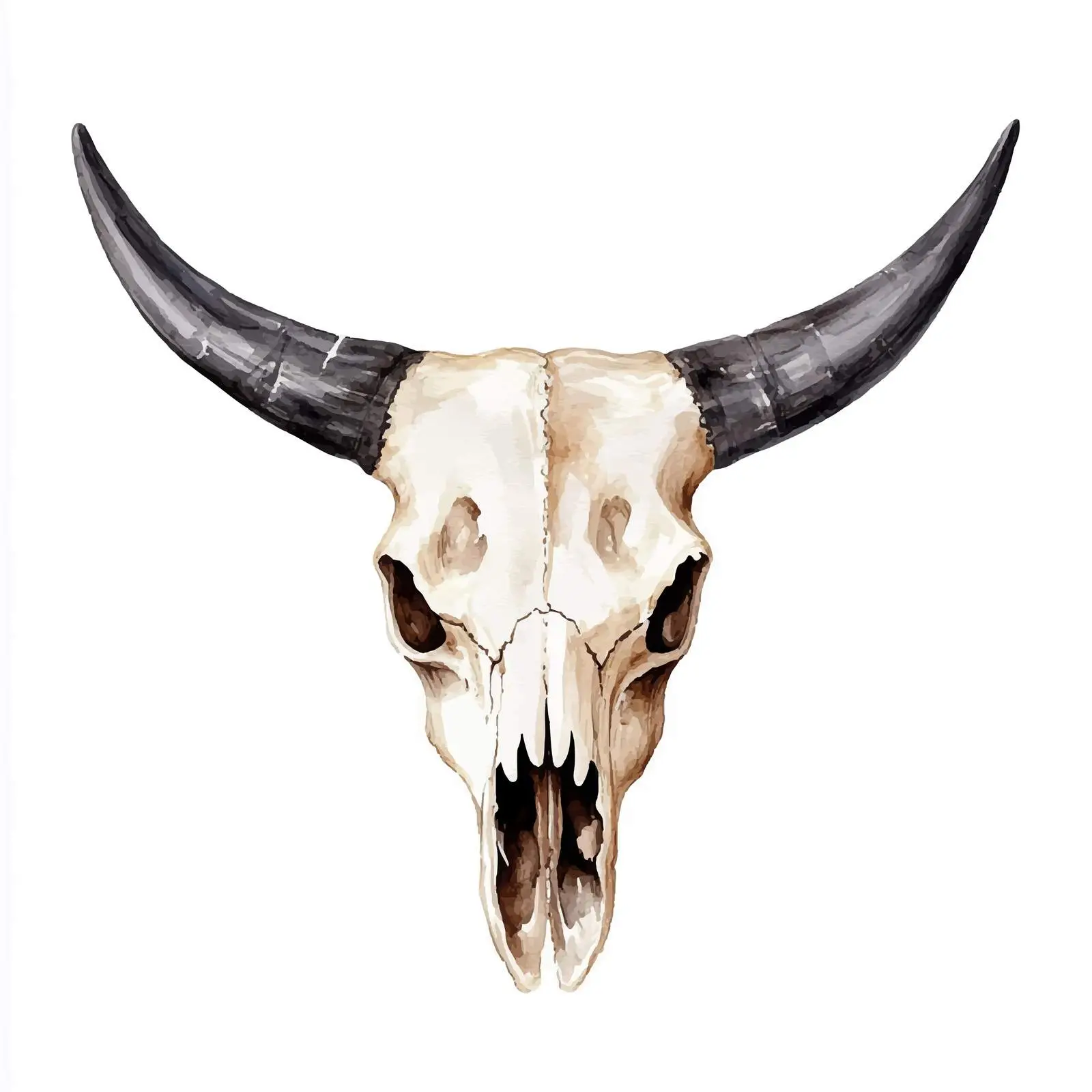 Watercolor Cow Skull with Horns on White Background — free download from Dotvec