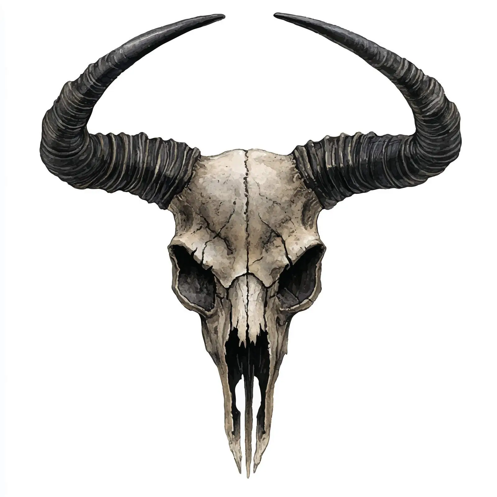 Watercolor Cow Skull with Horns on White – free skull art image from Dotvec