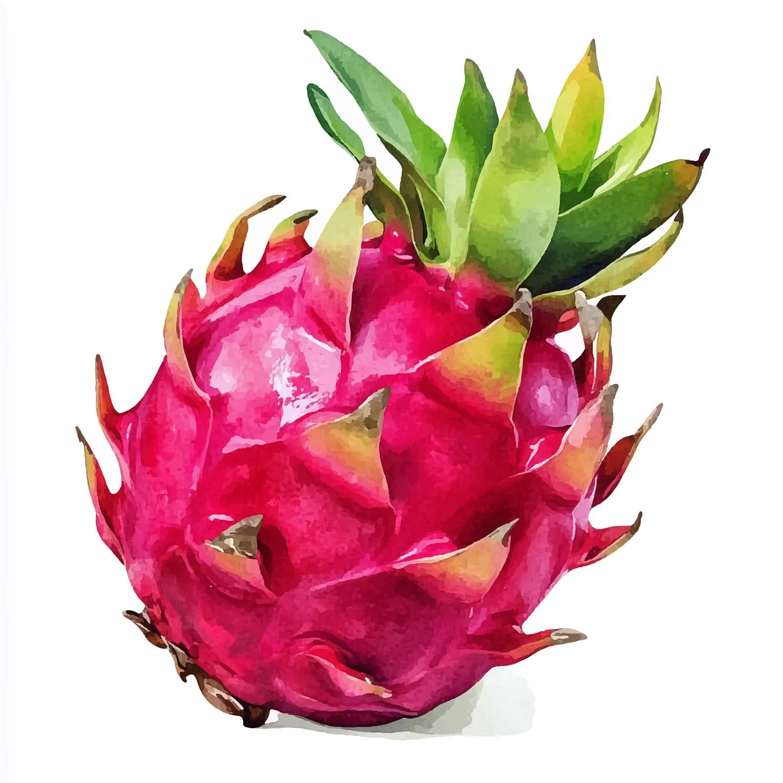 Watercolor Red Dragon Fruit Illustration — free download from Dotvec