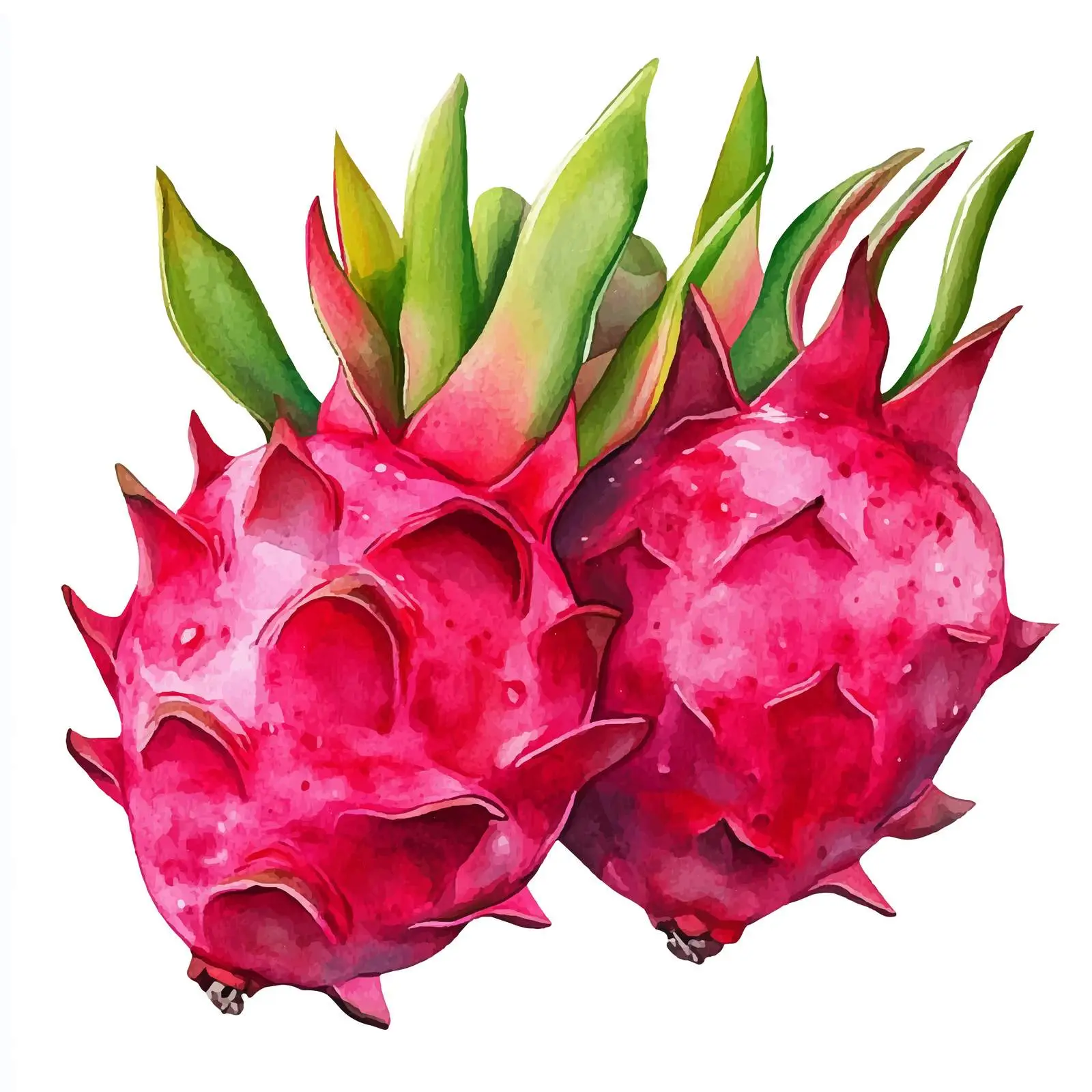 Watercolor Red Dragon Fruit Illustration — free download from Dotvec