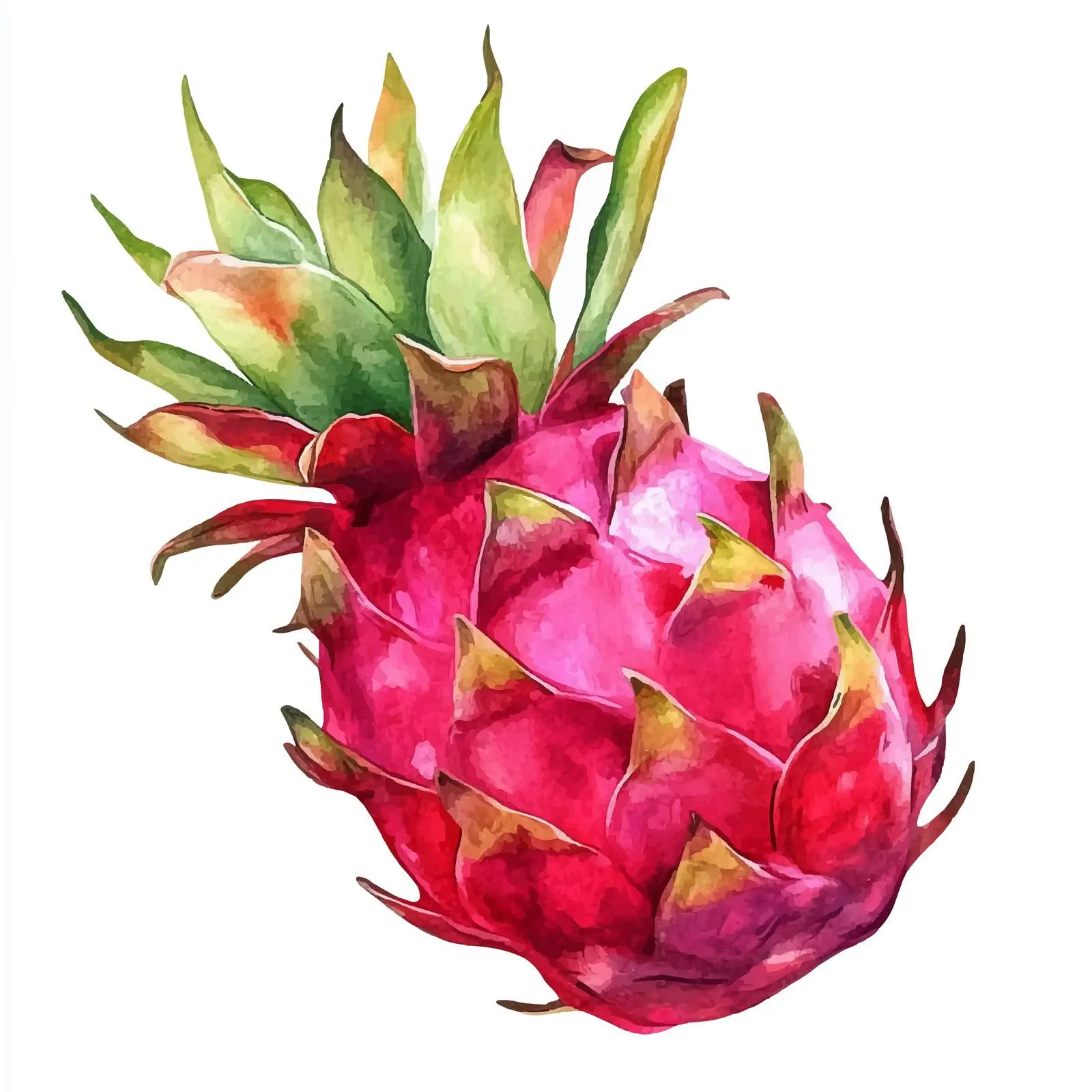 Watercolor Red Dragon Fruit Illustration — free download from Dotvec