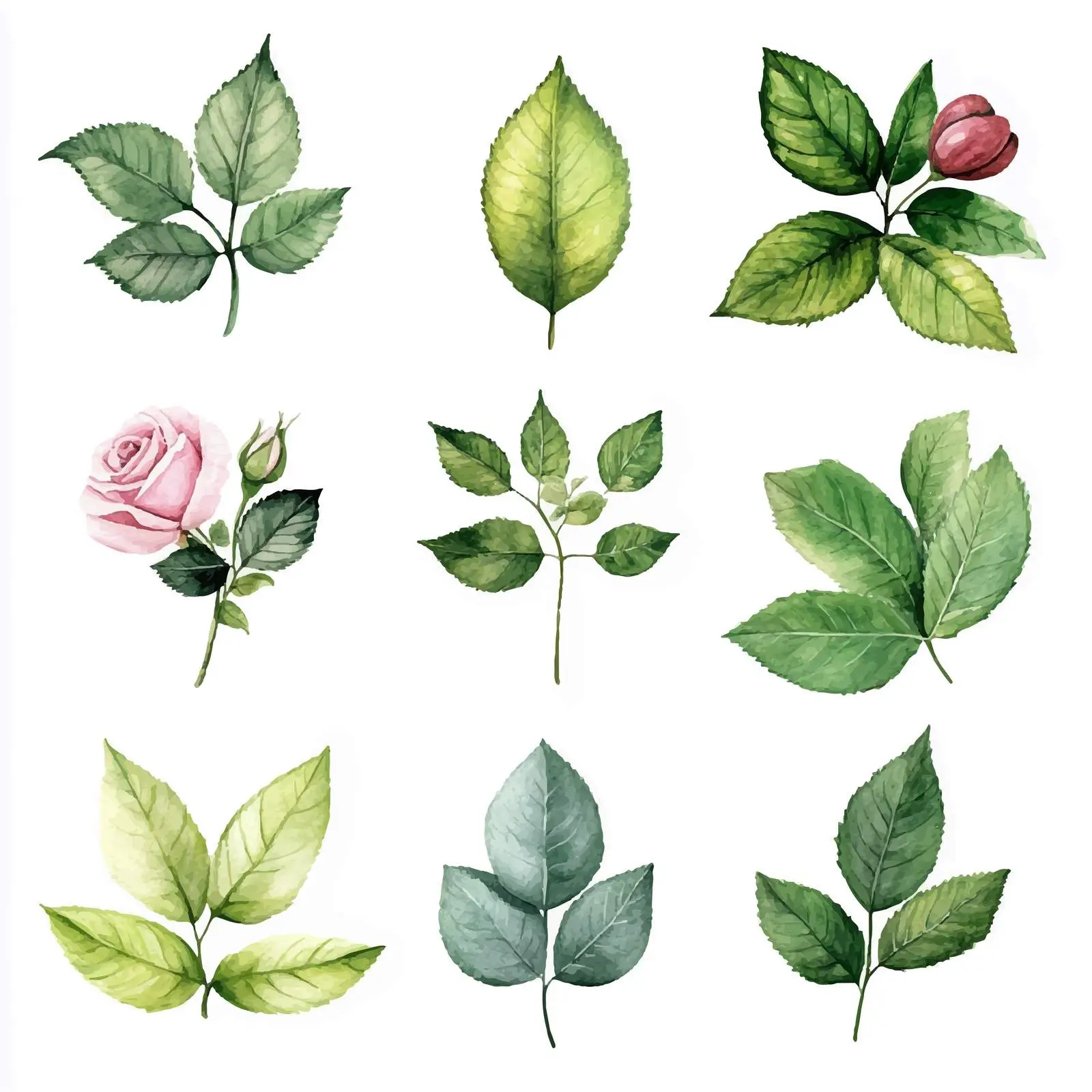 Diverse Watercolor Leaf Collection — free download from Dotvec