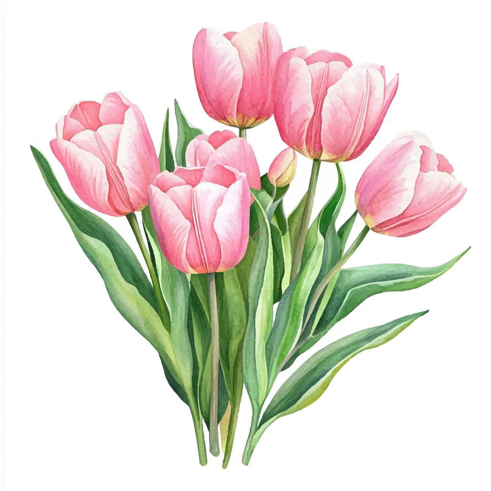 Spring Watercolor Pink Tulips Illustration Clipart — free download from Dotvec