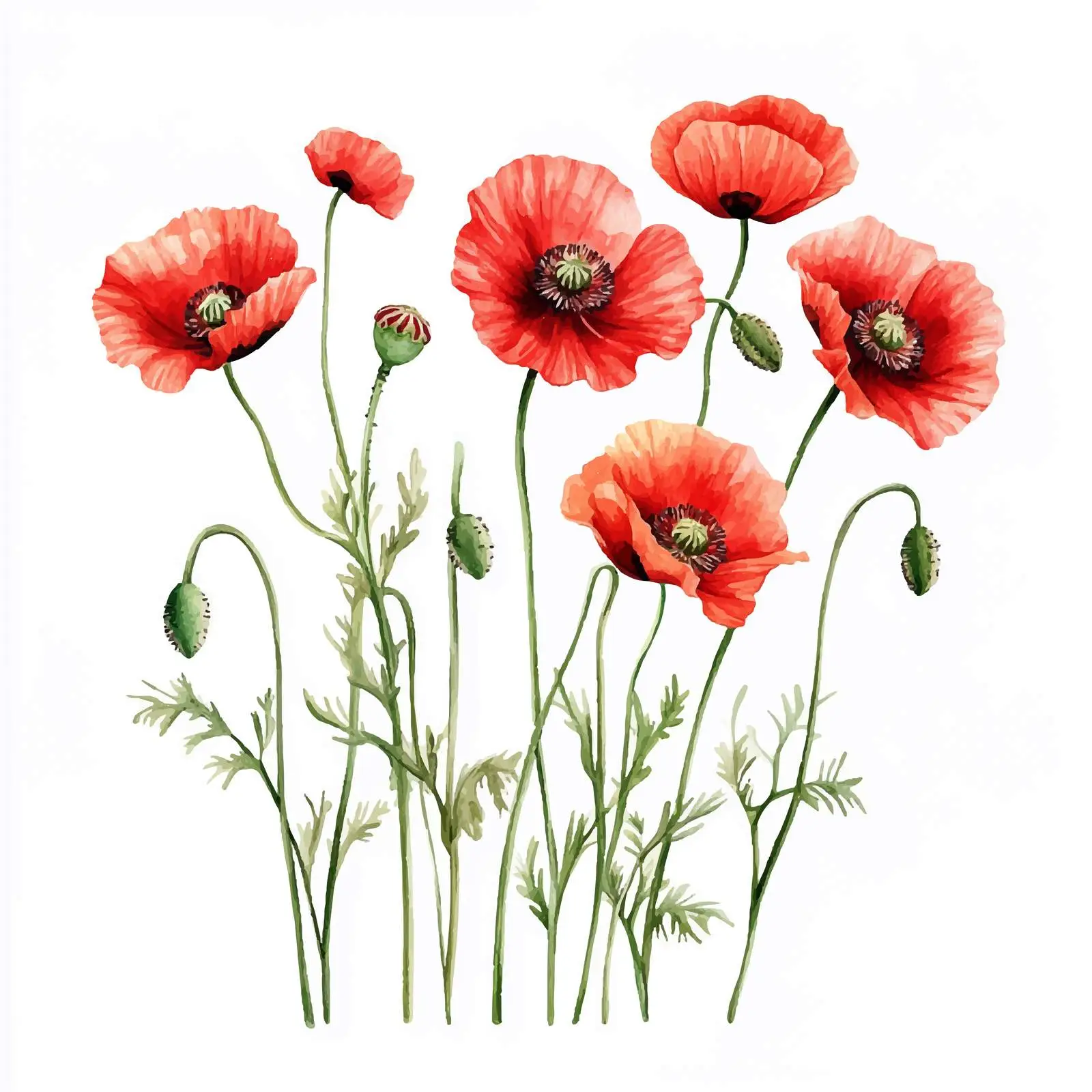 Watercolor Poppies and Buds on White Background — free download from Dotvec