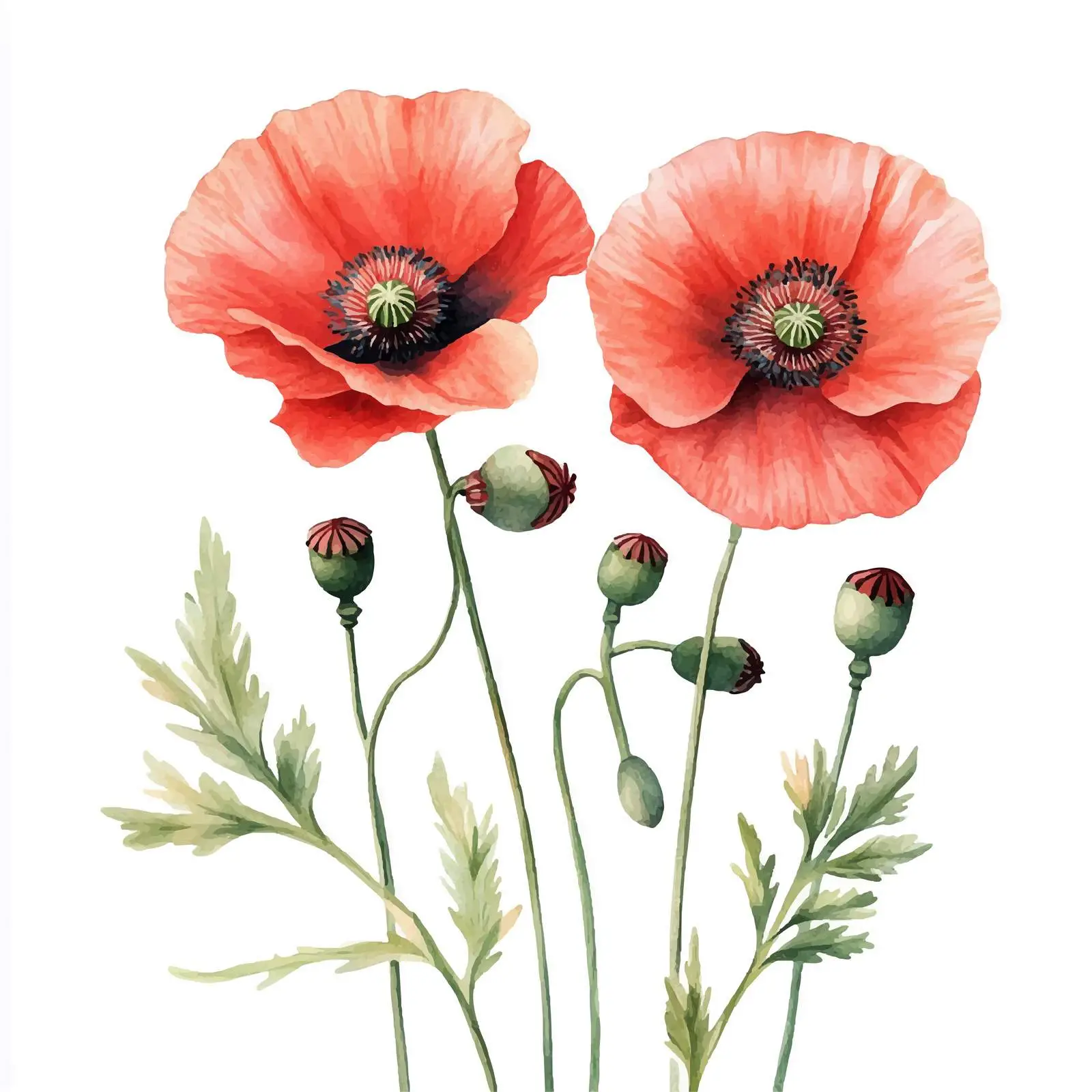 Watercolor Poppies and Buds on White Background – free poppies image from Dotvec