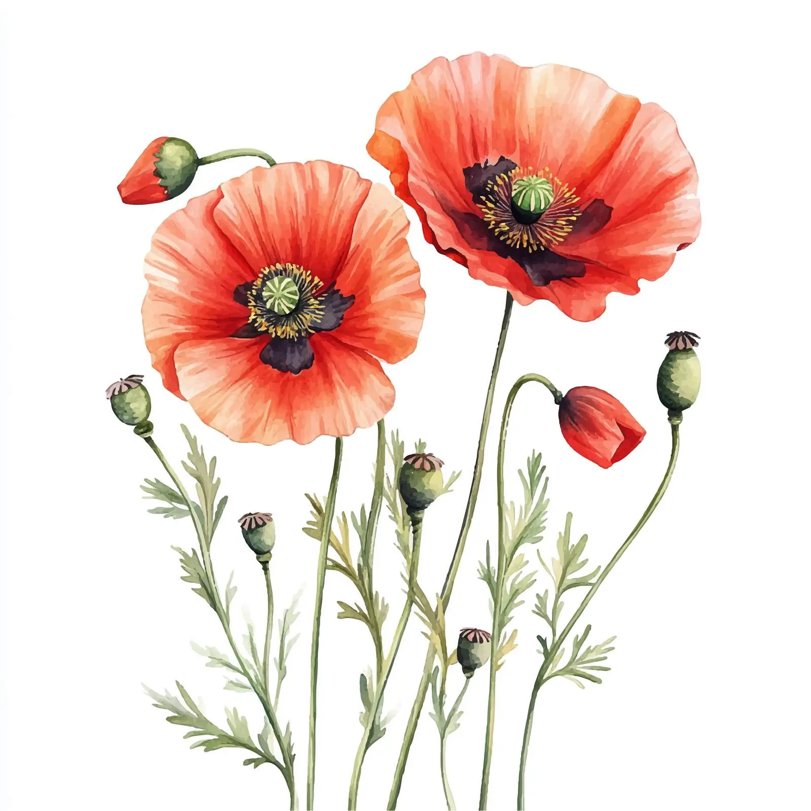 Watercolor Poppies and Buds on White Background — free download from Dotvec