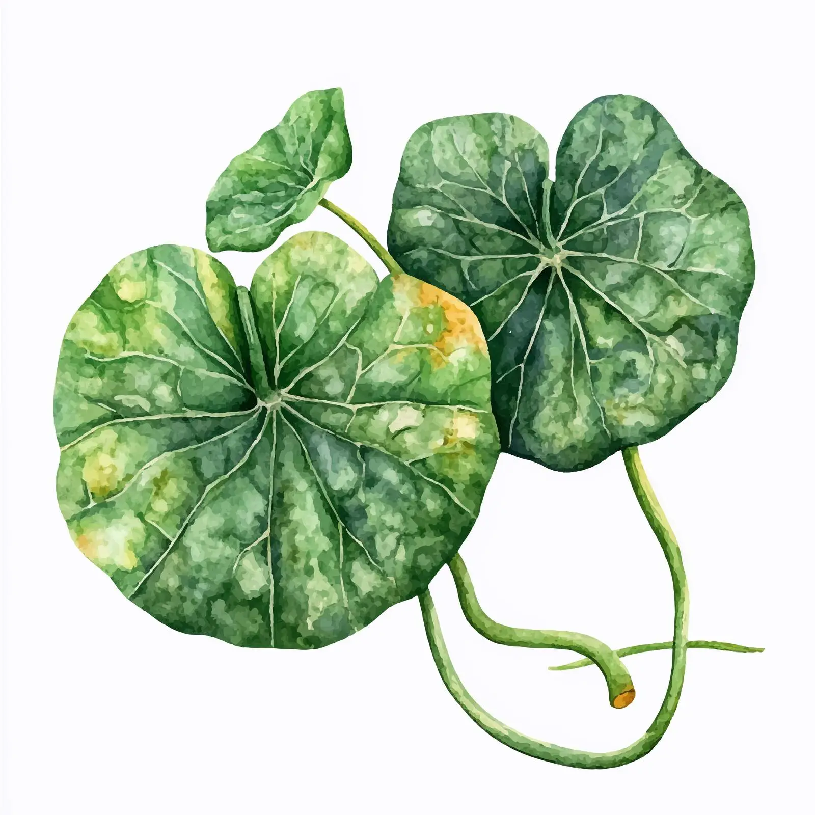 Watercolor Illustration of Green Pumpkin Leaves — free download from Dotvec