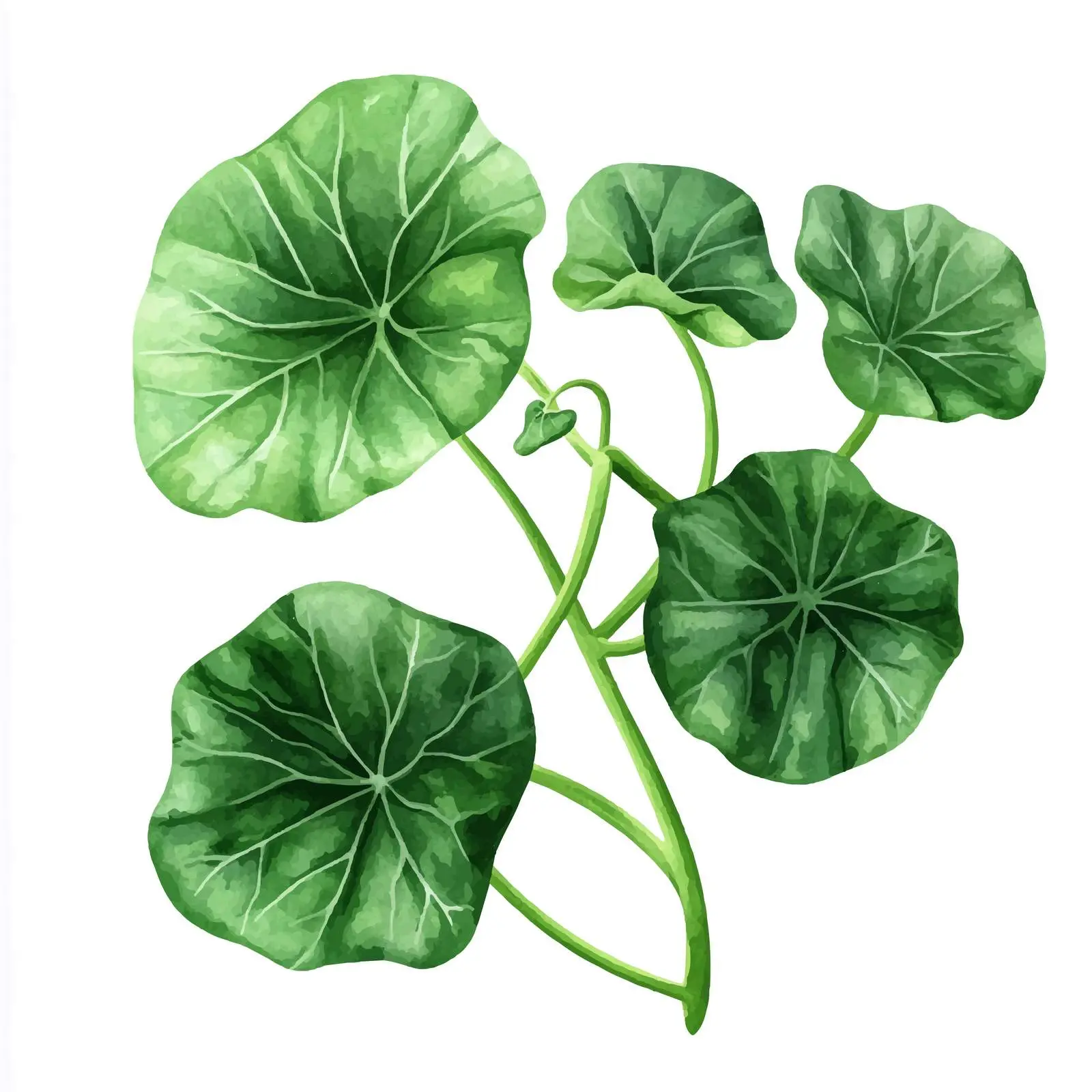 Watercolor Green Pumpkin Leaves Vector Art — free download from Dotvec