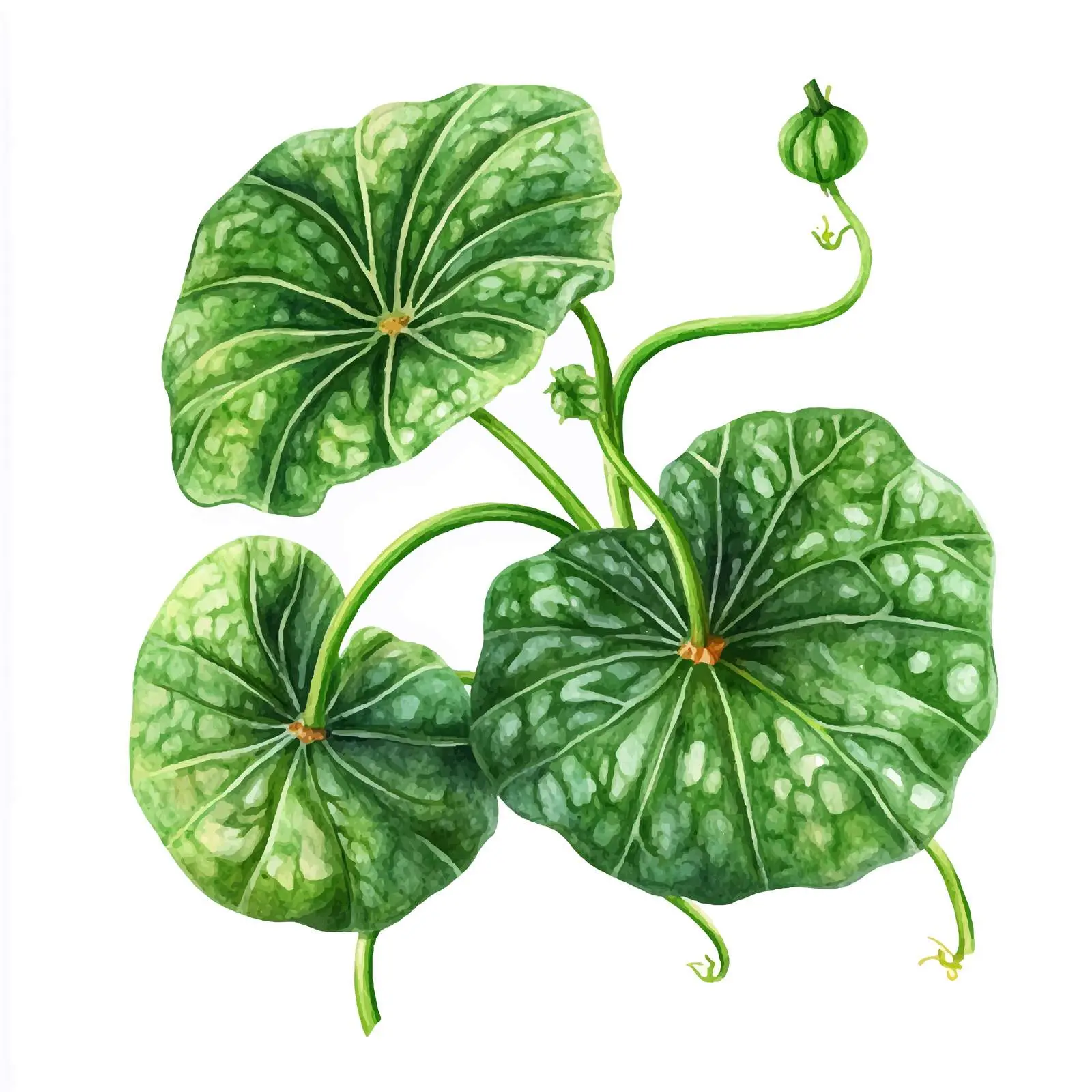 Watercolor Pumpkin Leaves Vector Image — free download from Dotvec