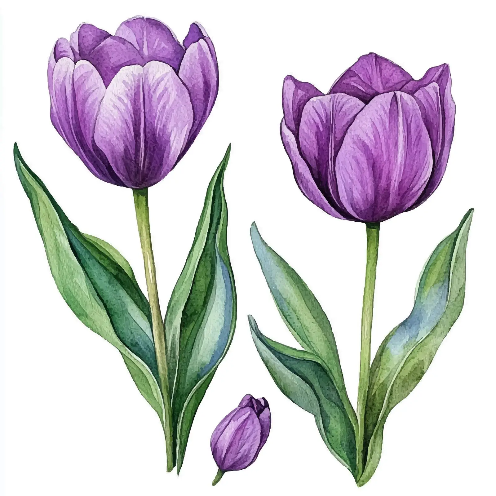 Hand-painted Watercolor Purple Tulips and Green Leaf Set — free download from Dotvec