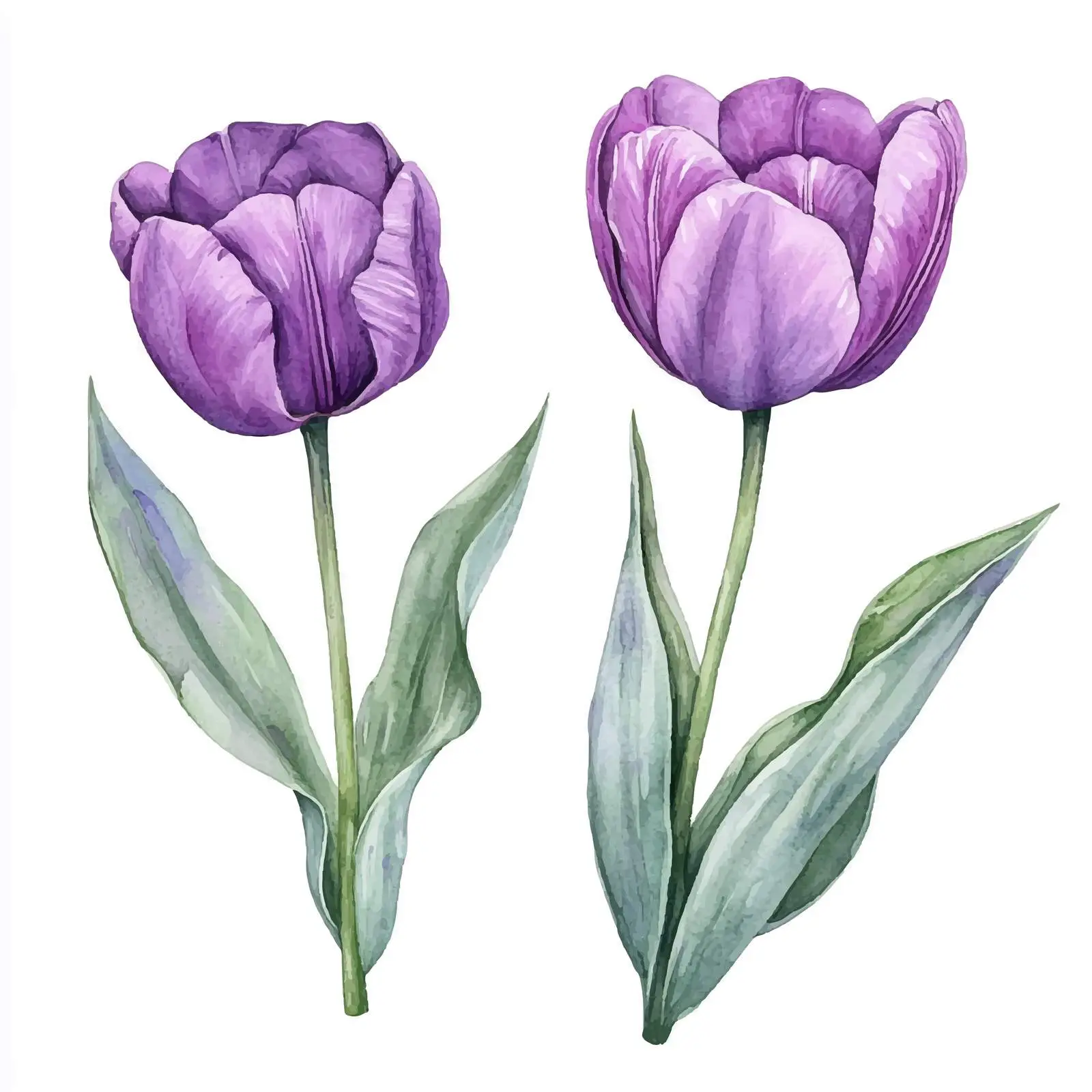 Hand-Painted Watercolor Purple Tulips with Green Leaves — free download from Dotvec