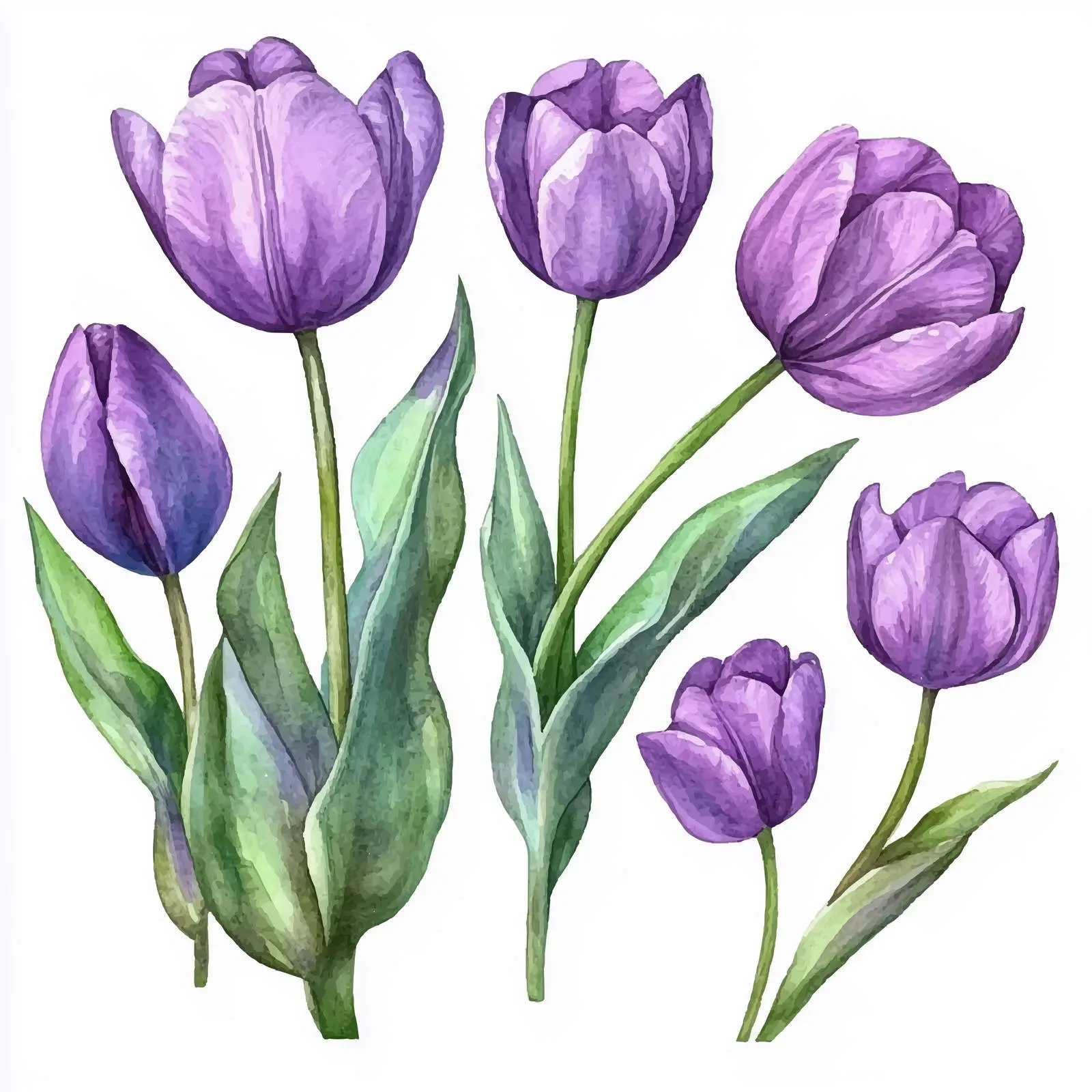 Watercolor Purple Tulips and Green Leaves Set — free download from Dotvec