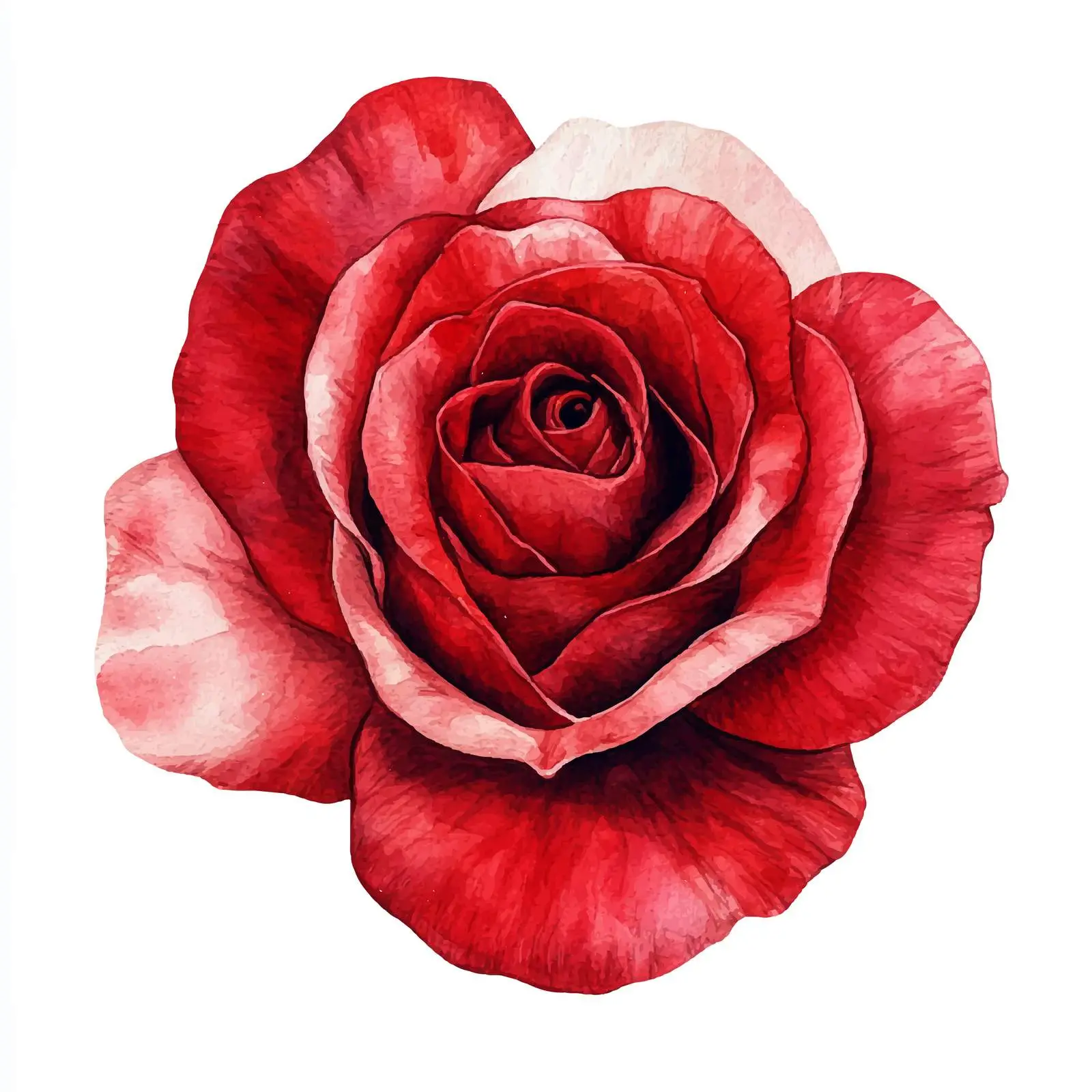 Watercolor Red Rose Clipart for Graphic Design — free download from Dotvec