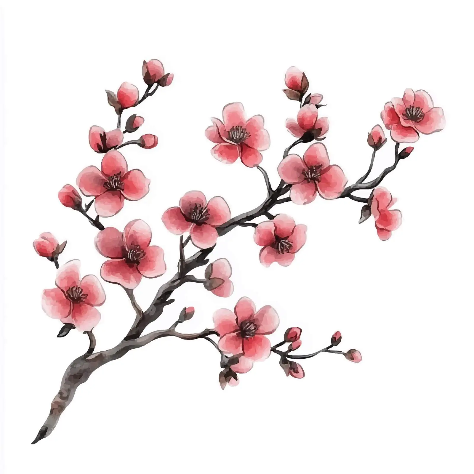 Watercolor Pink Sakura Cherry Blossom Branch — free download from Dotvec