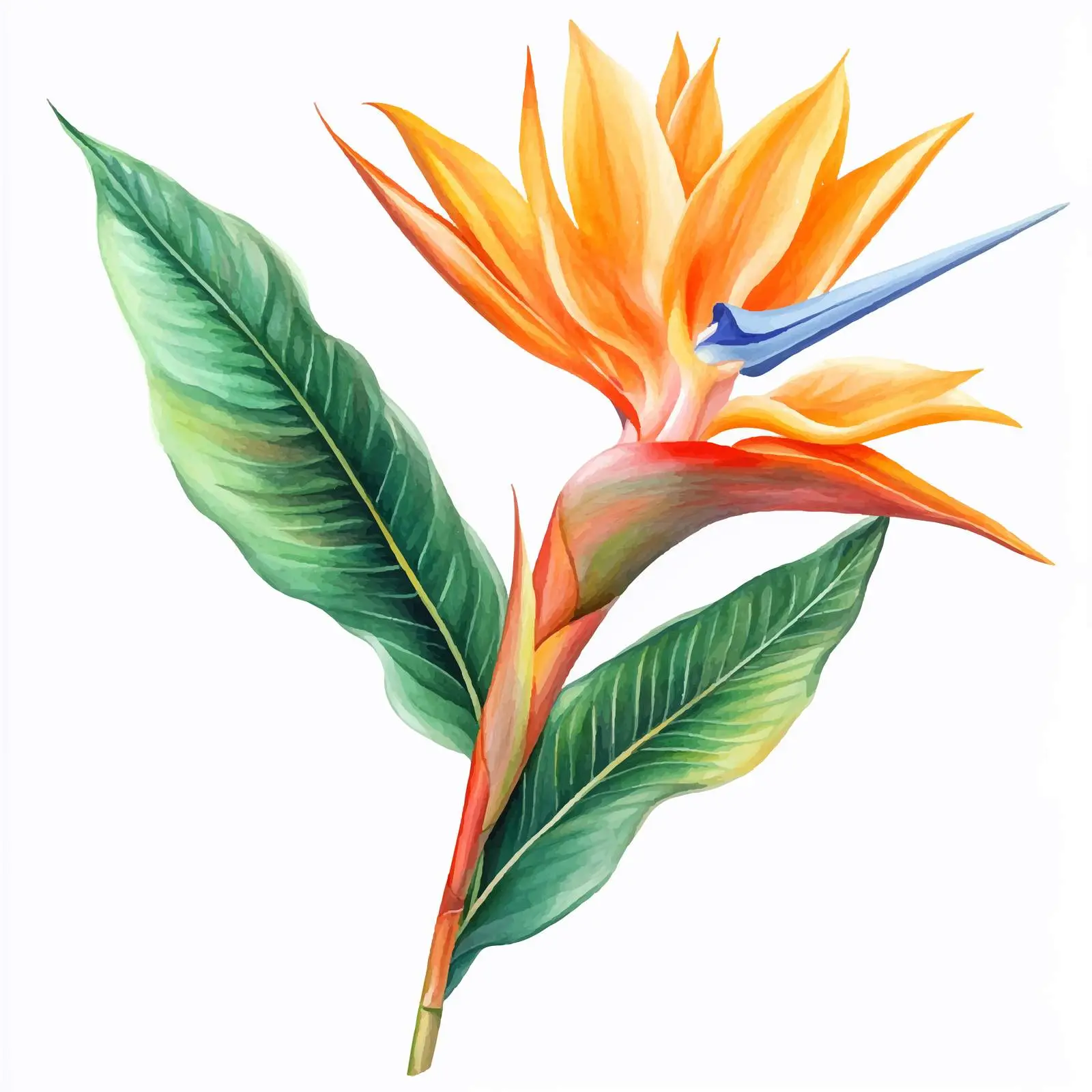 Watercolor Strelitzia Reginae Vector Illustration — free download from Dotvec