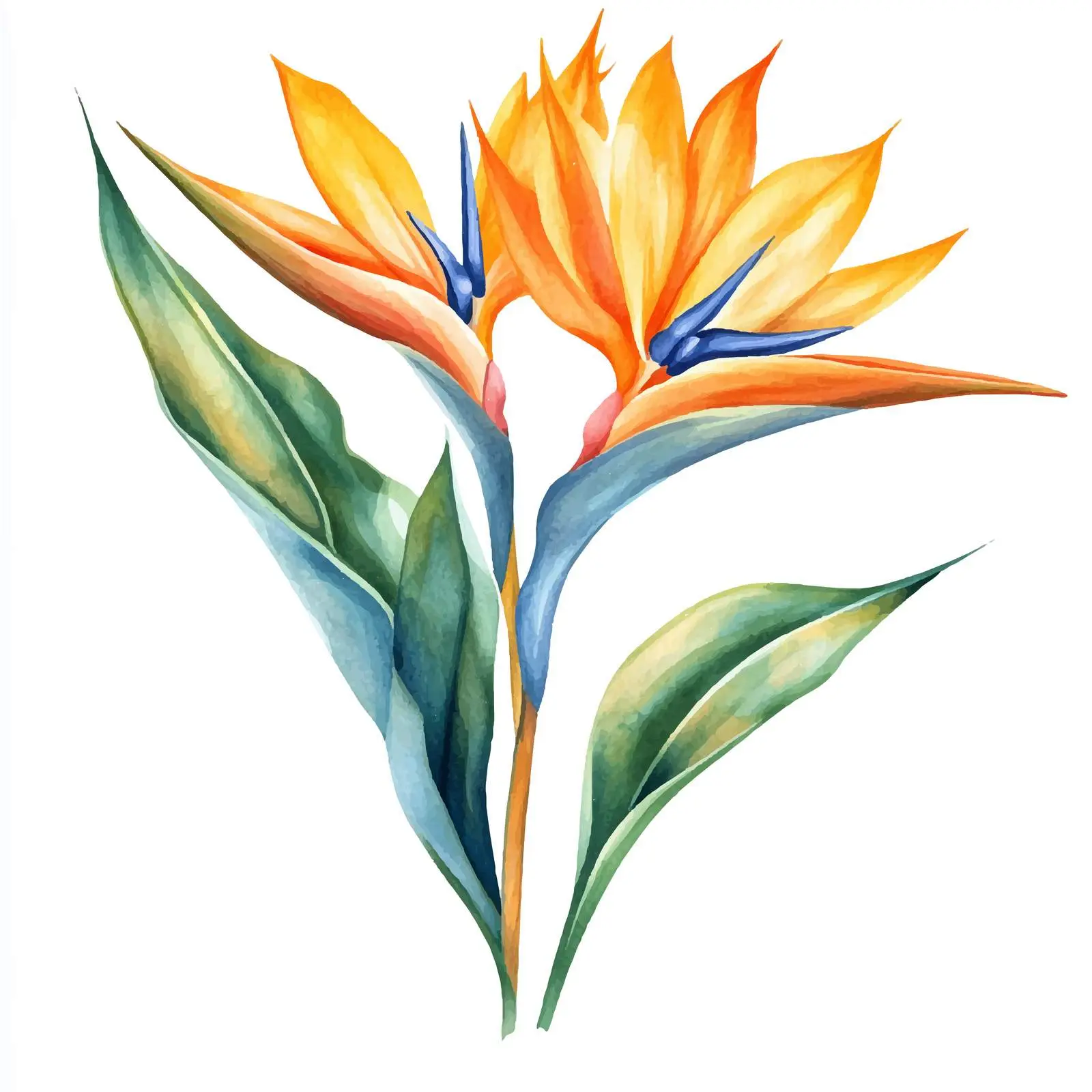 Watercolor Strelitzia Reginae Vector Art — free download from Dotvec