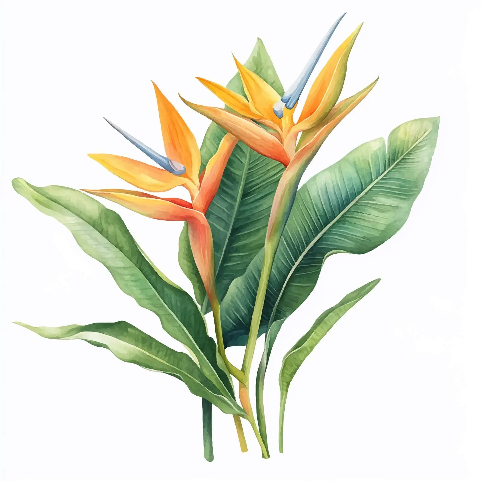 Watercolor Strelitzia Reginae Elegant Floral Vector — free download from Dotvec