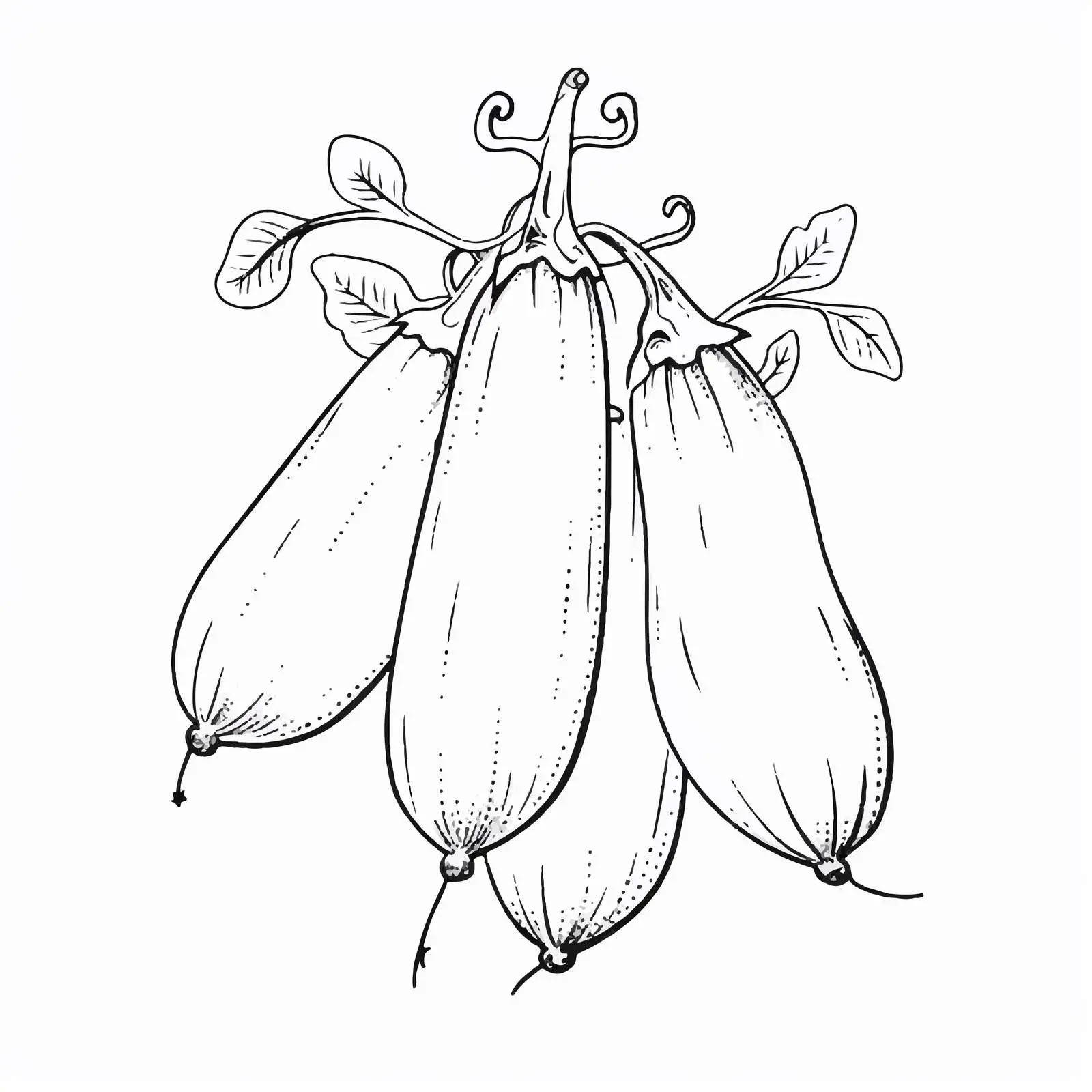 Wax Gourd Outline Vector Illustration — free download from Dotvec