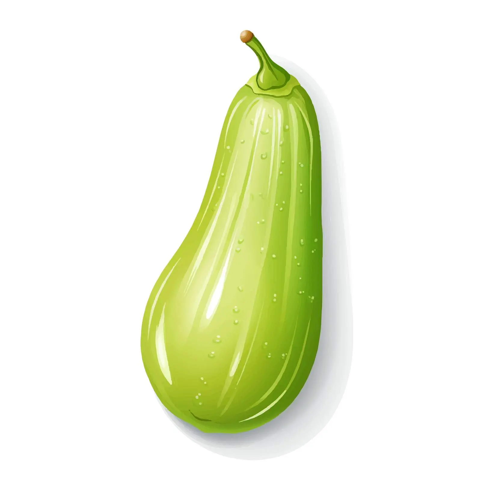 Wax Gourd Vector Illustration on White Background — free download from Dotvec