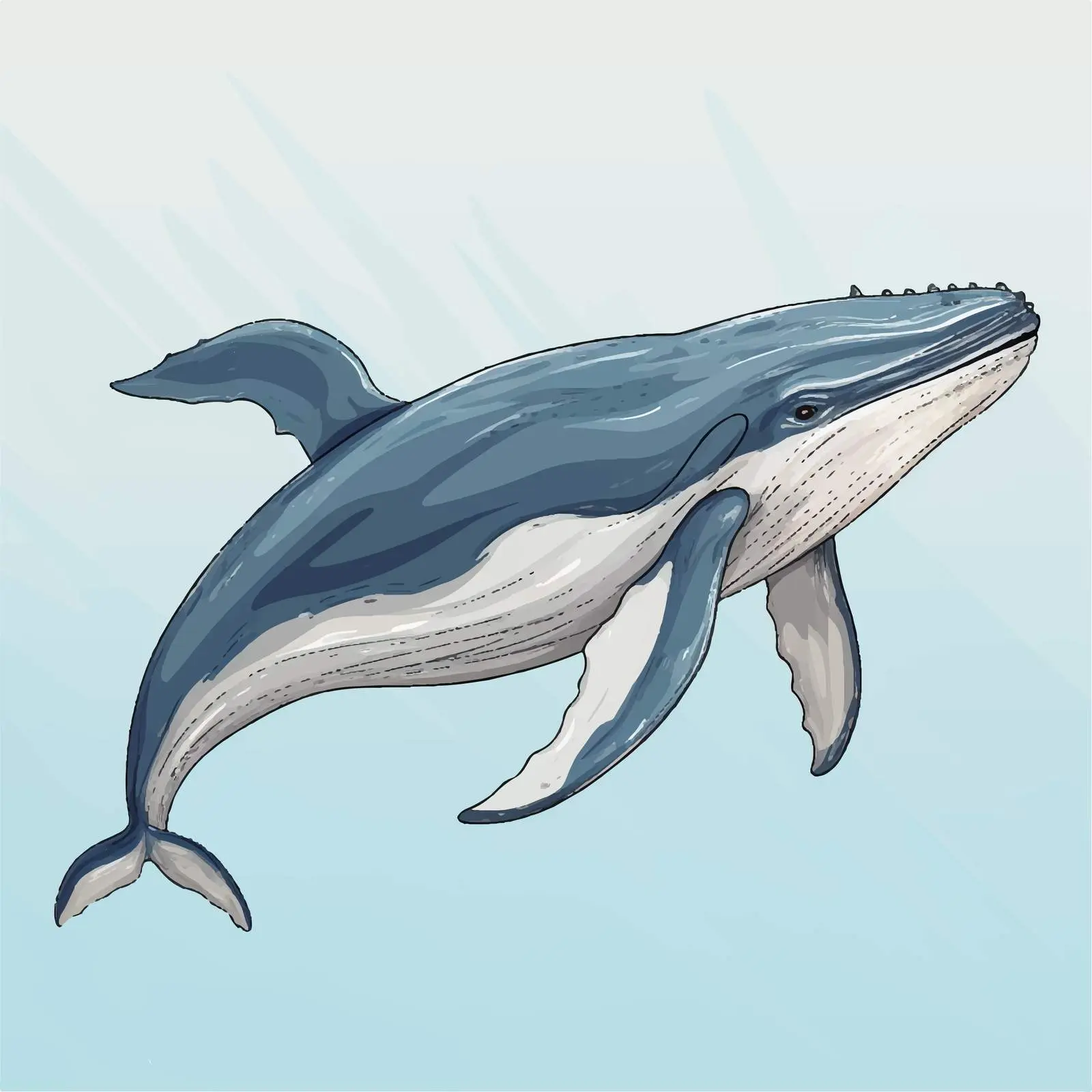 Whale Cartoon Sketch Vector Illustration — free download from Dotvec