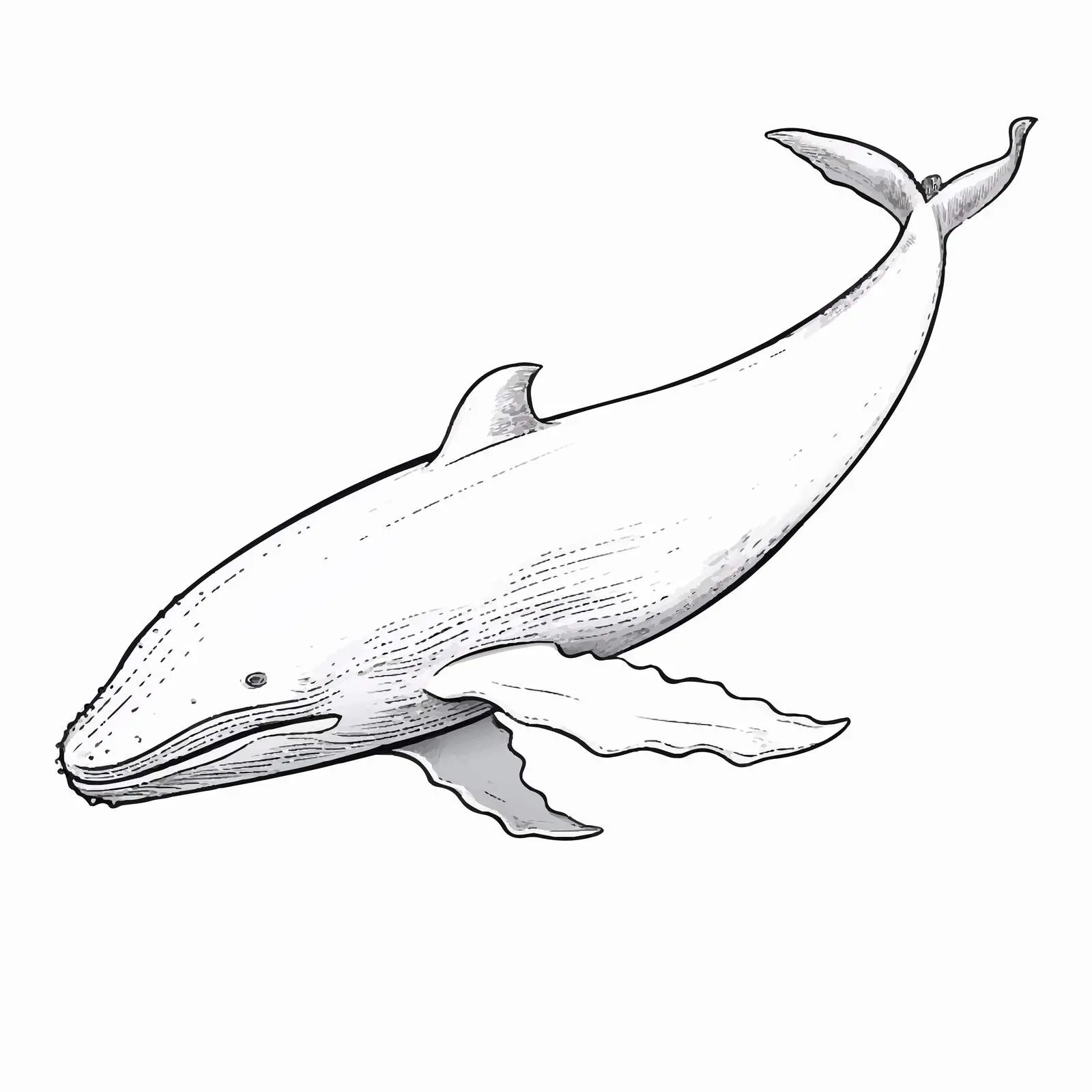 Whale Outline Vector Illustration on White Background — free download from Dotvec