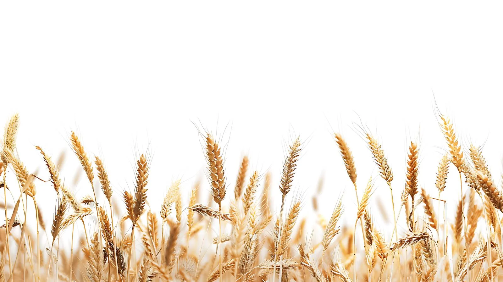 Wheat Harvest Season on White Background — free download from Dotvec