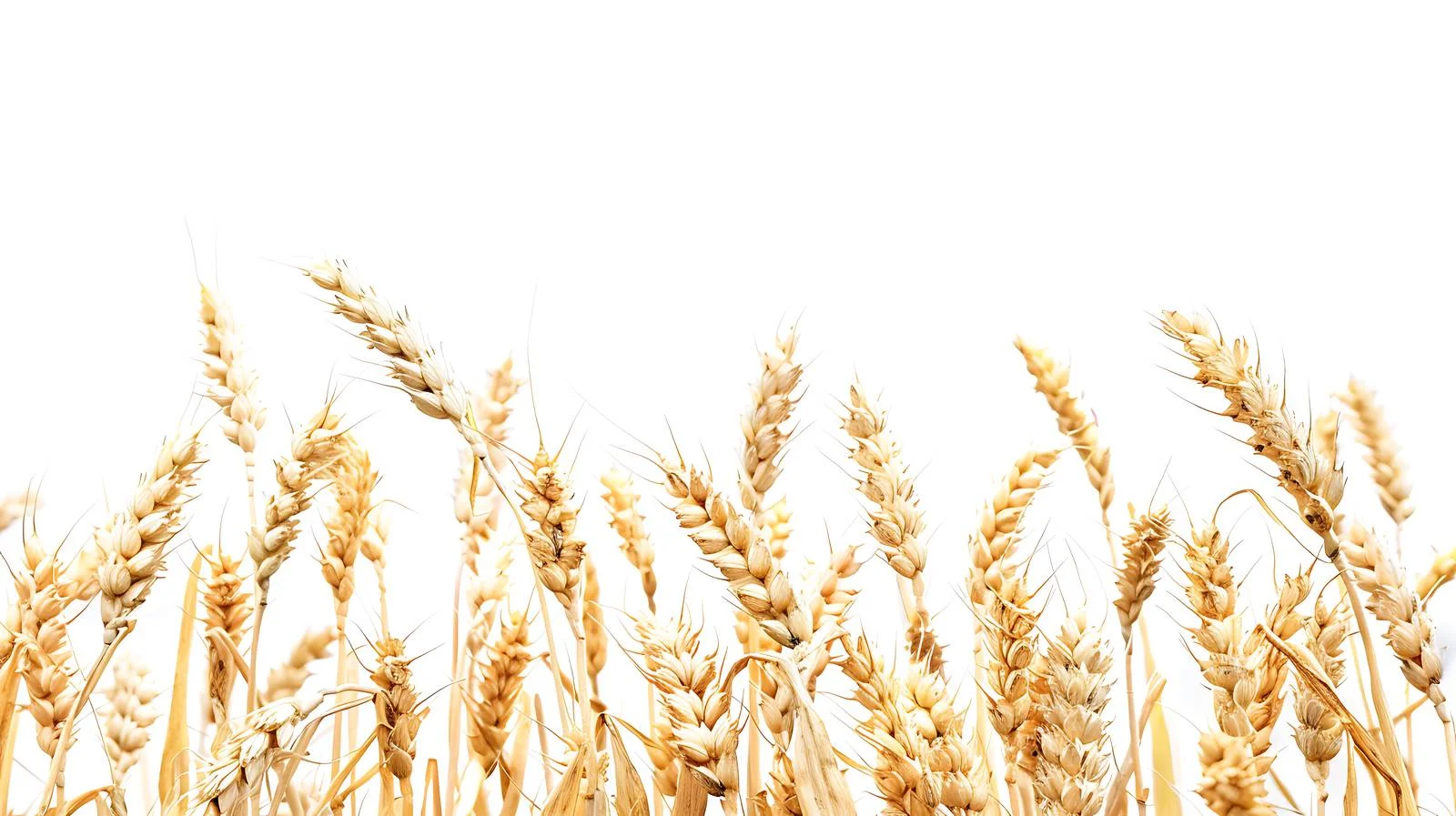 Wheat Harvest Season on White Background — free download from Dotvec