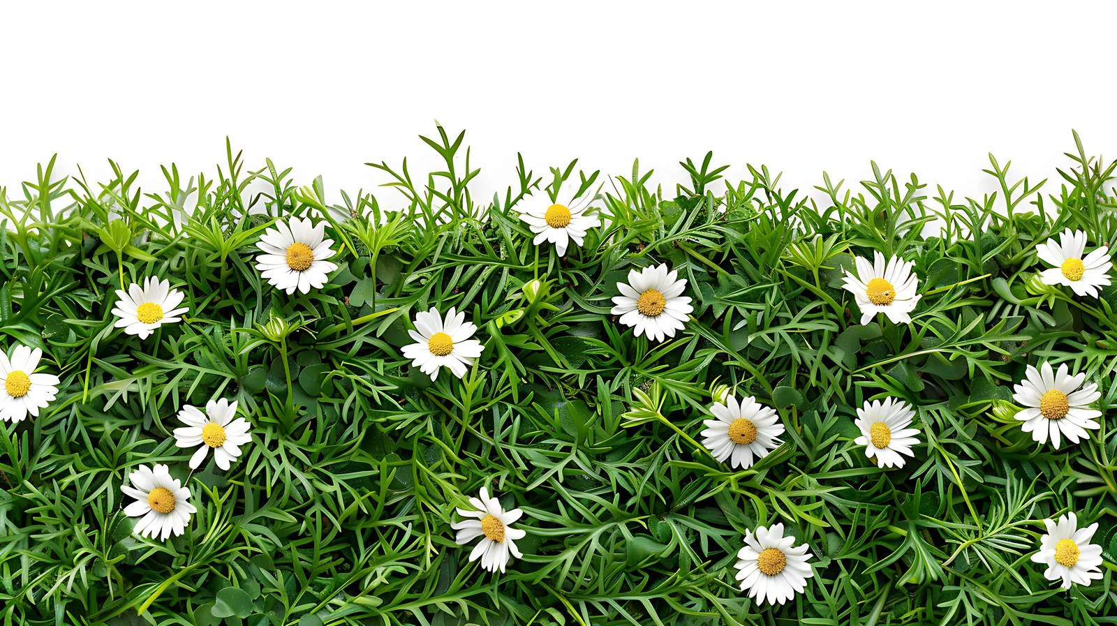 Chamomile Spring Blooms on Green Grass — free download from Dotvec