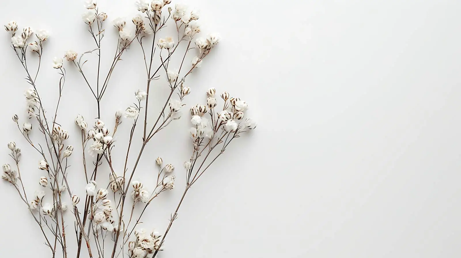 Dried White Flowers and Branches on White Background — free download from Dotvec