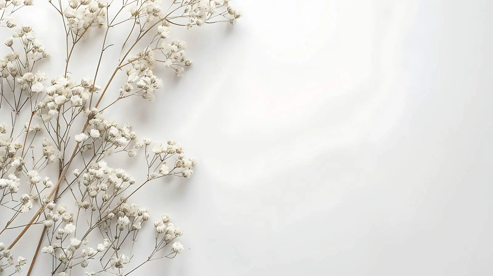 Flat Lay of White Dried Flower Branches – free neutral palette image from Dotvec