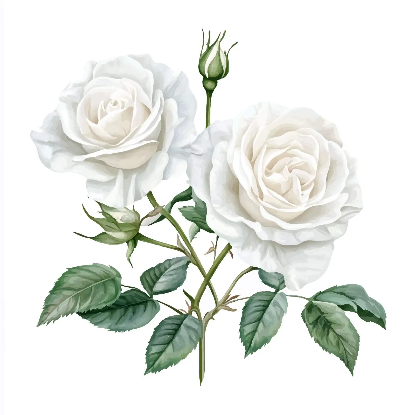 Elegant White Roses Watercolor Greeting Card Design — free download from Dotvec