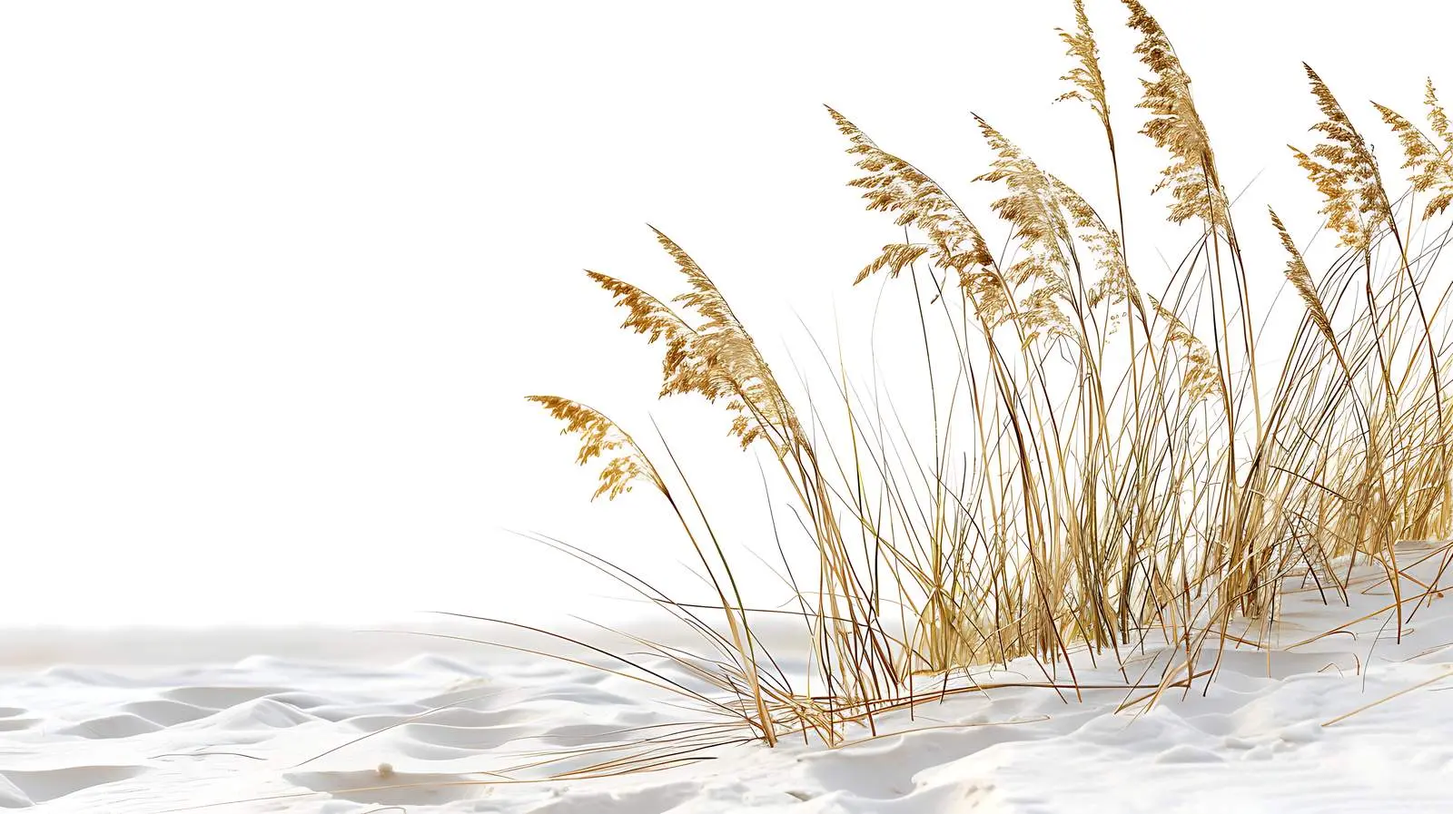 Isolated White Sand Beach with Dry Grass Stems — free download from Dotvec
