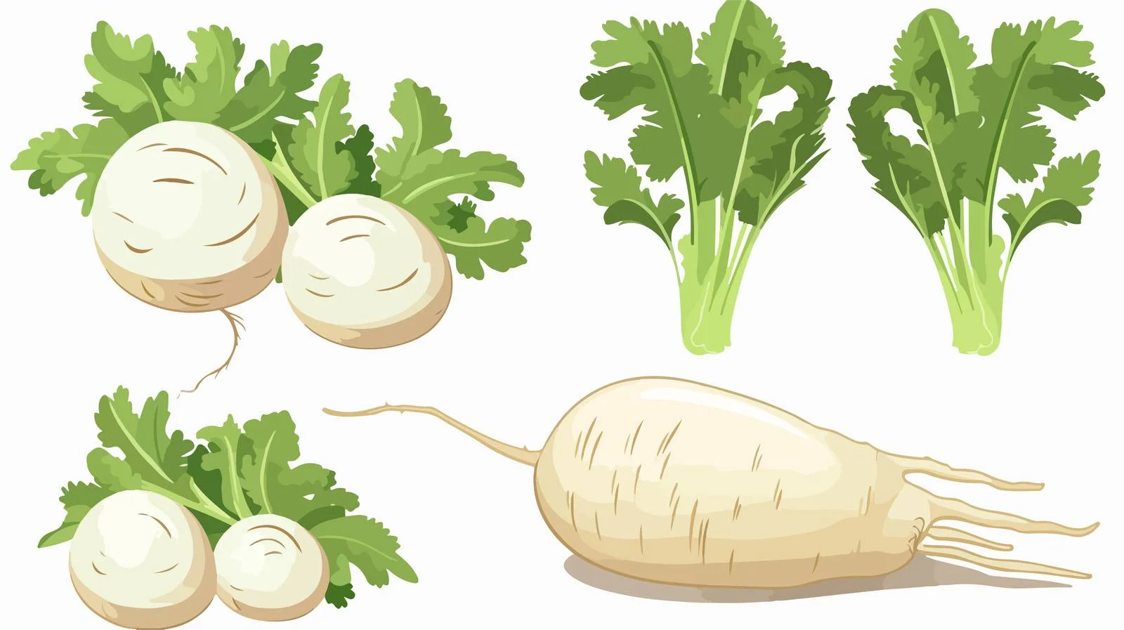 White Radish Cooking Ingredients — free download from Dotvec