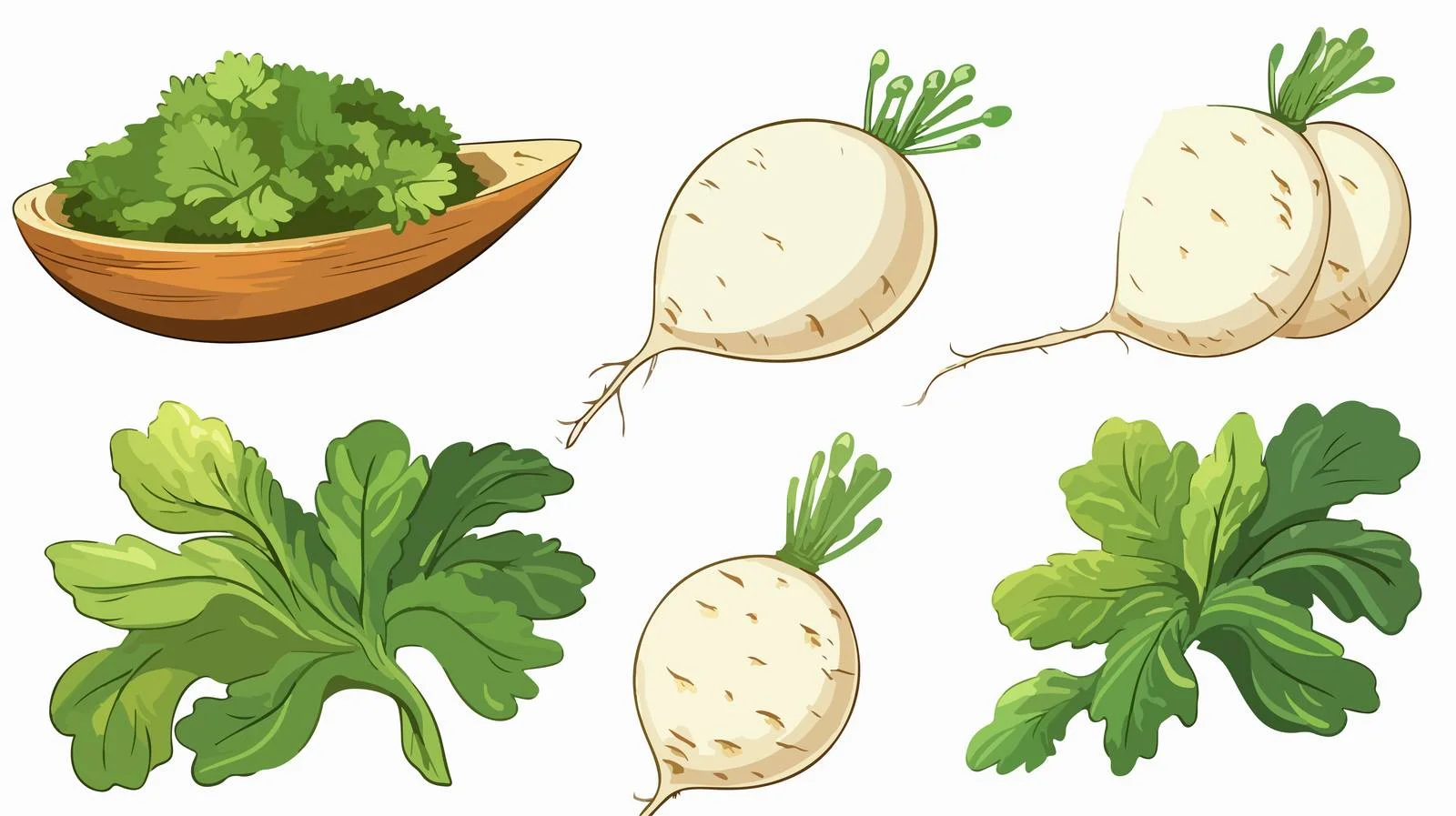 White Radish Healthy Cooking Ingredients — free download from Dotvec