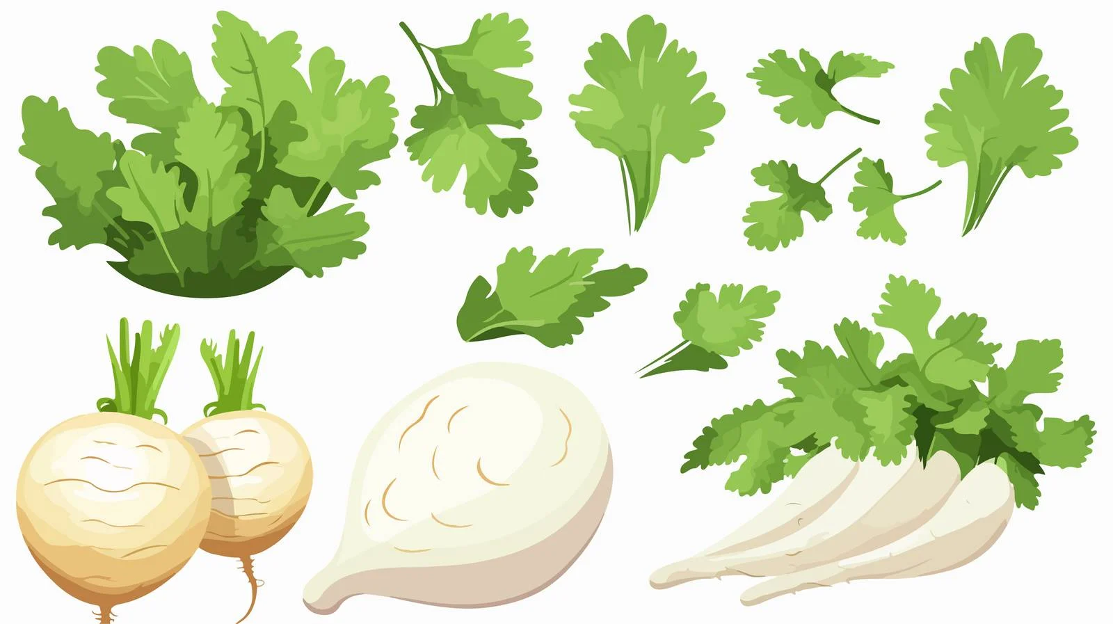 Wholesome White Radish Stock Ingredients — free download from Dotvec