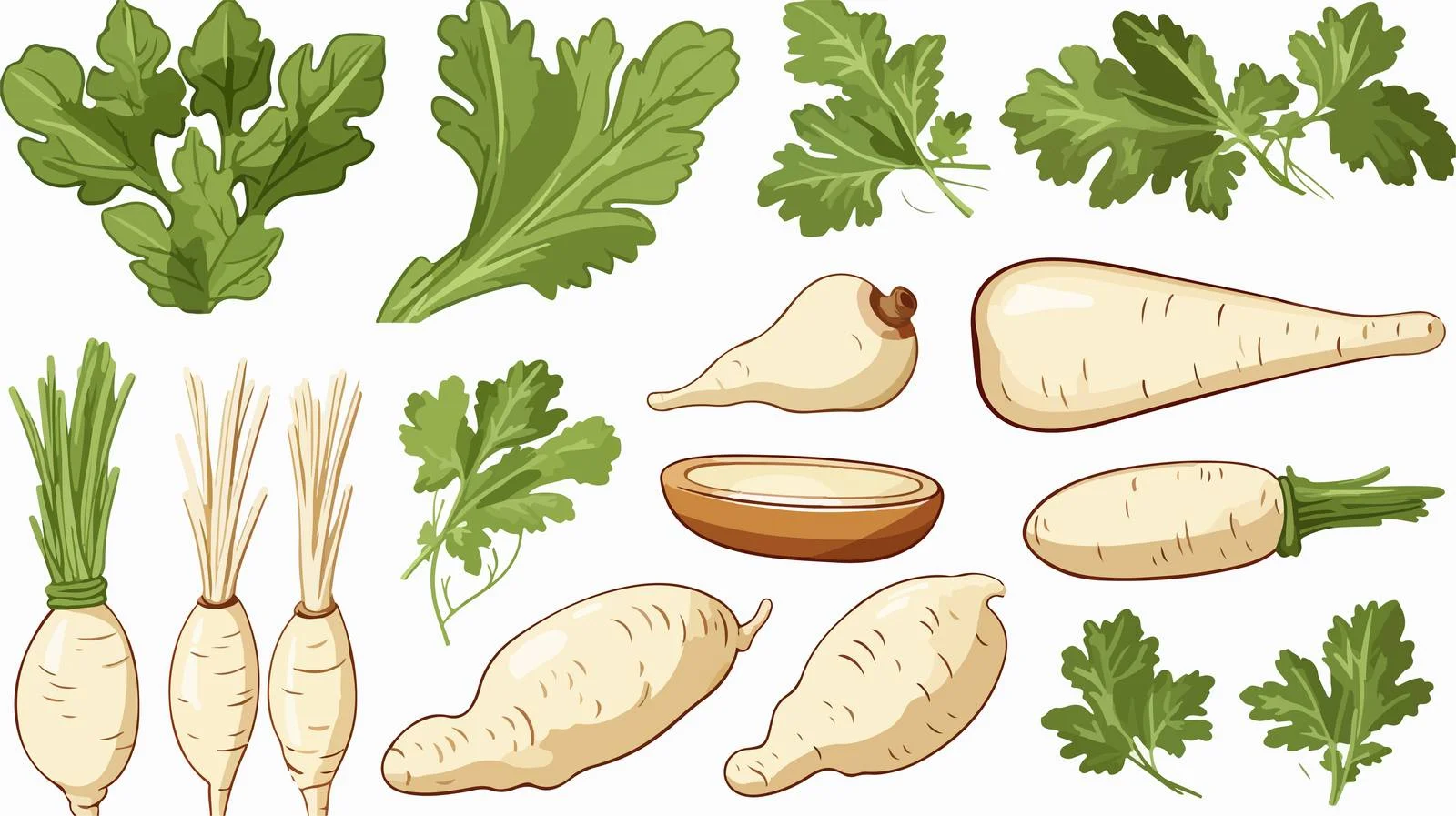 White Radish Cooking Ingredients — free download from Dotvec
