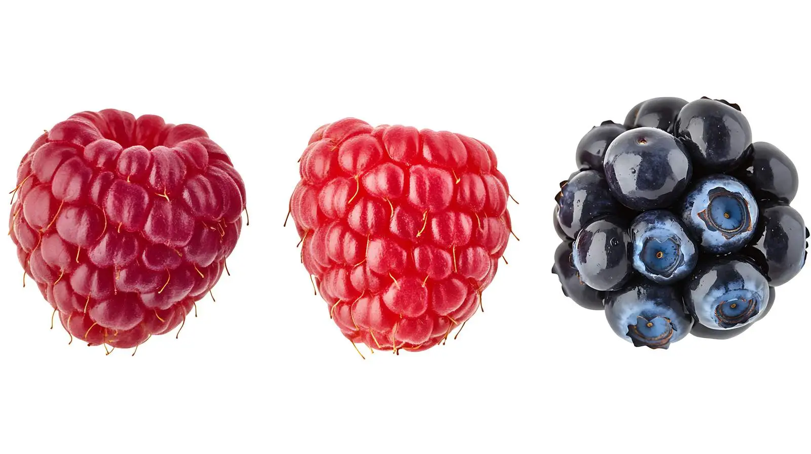 Wild Berries Mix — free download from Dotvec