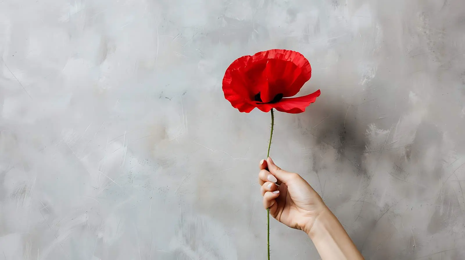 Woman Holding Red Poppy Flower Against Wall — free download from Dotvec
