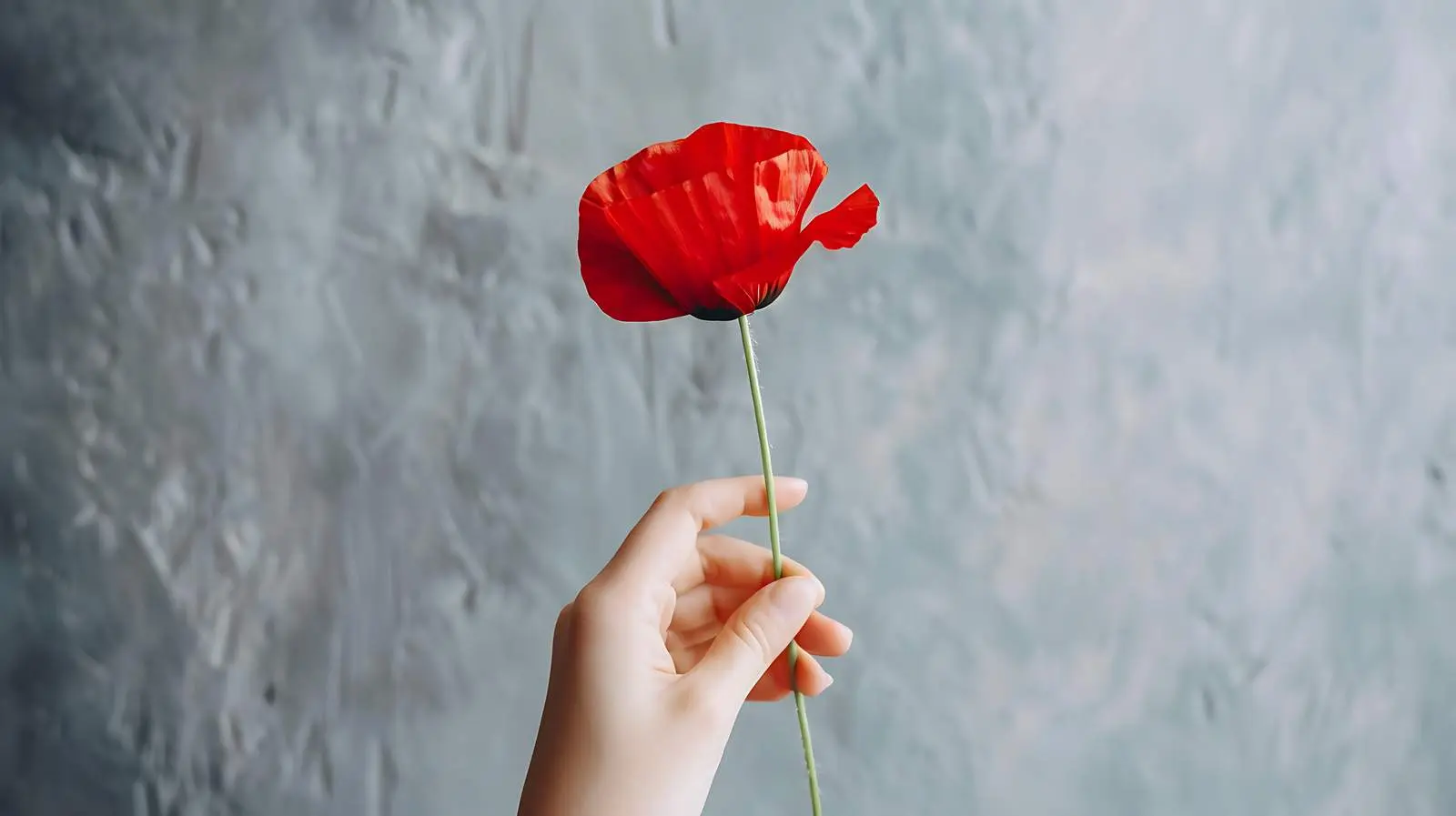 Woman Holding Red Poppy Flower Against Grey Wall — free download from Dotvec