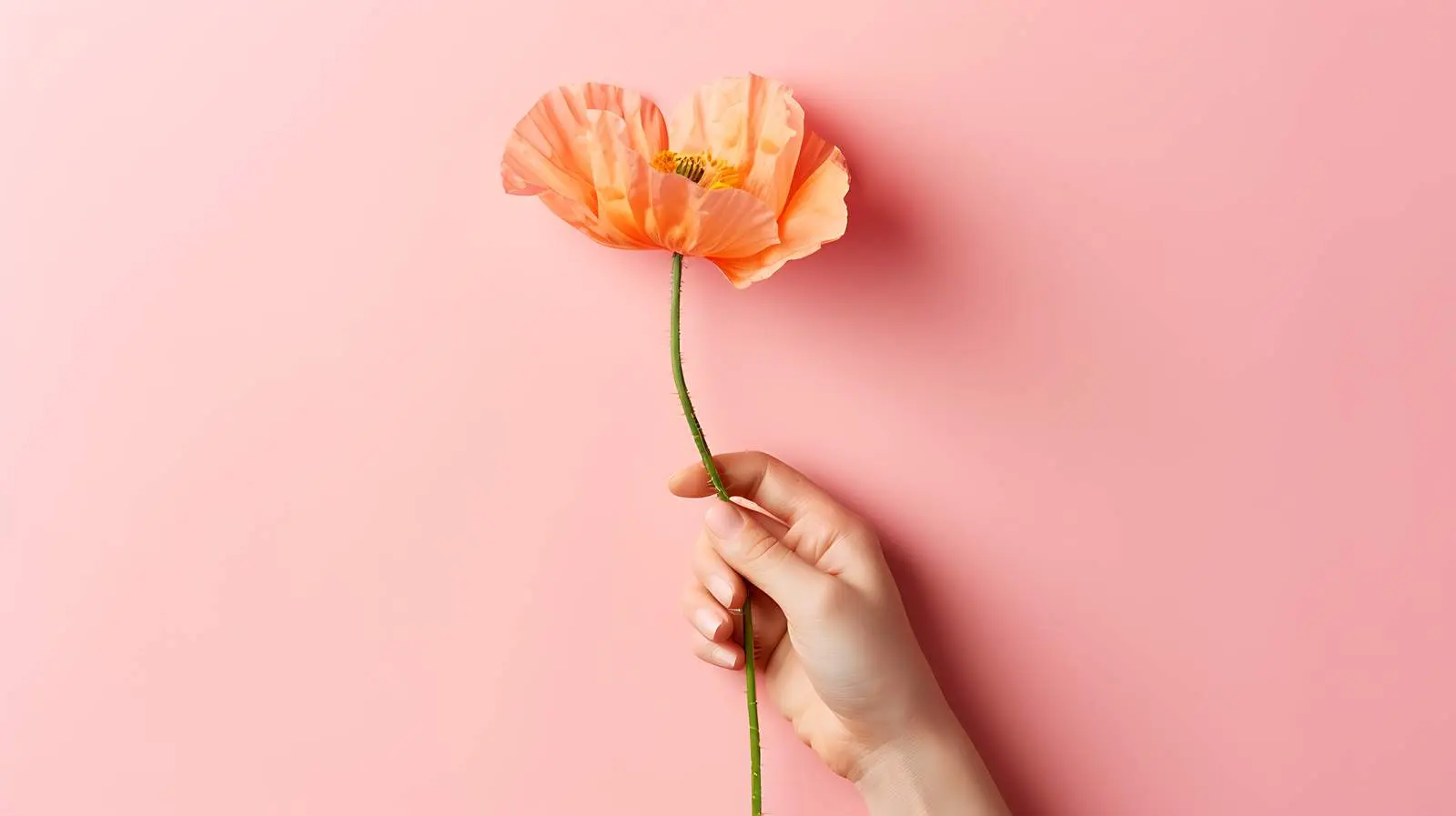 Woman Holding Peachy Poppy Flower on Pink Background — free download from Dotvec