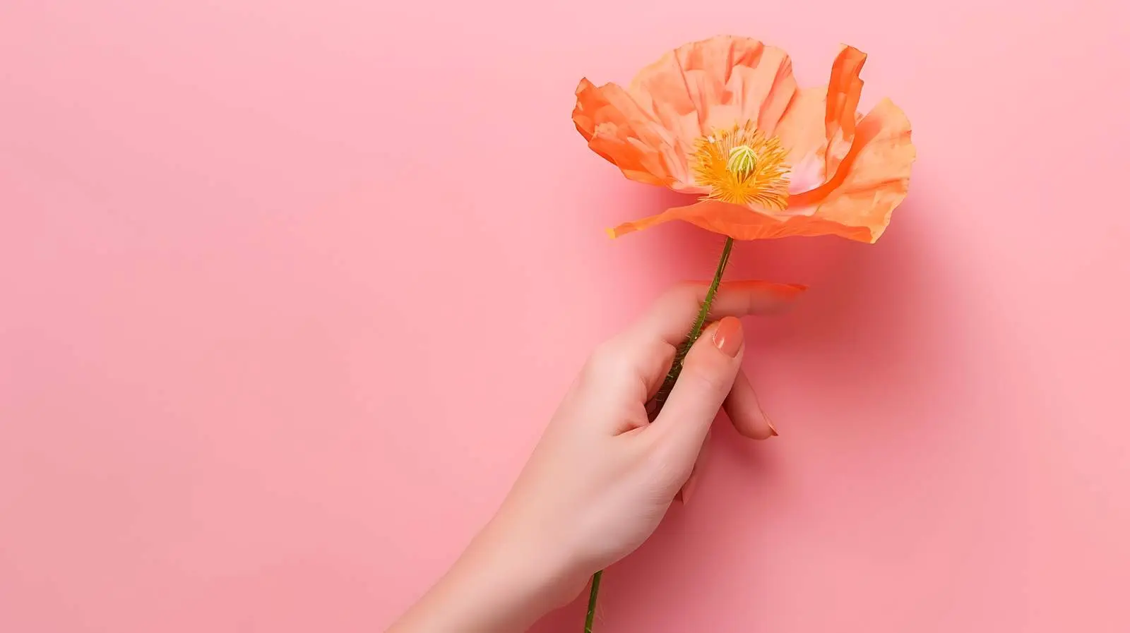 Woman Holding Peach Poppy Flower on Pink Background — free download from Dotvec