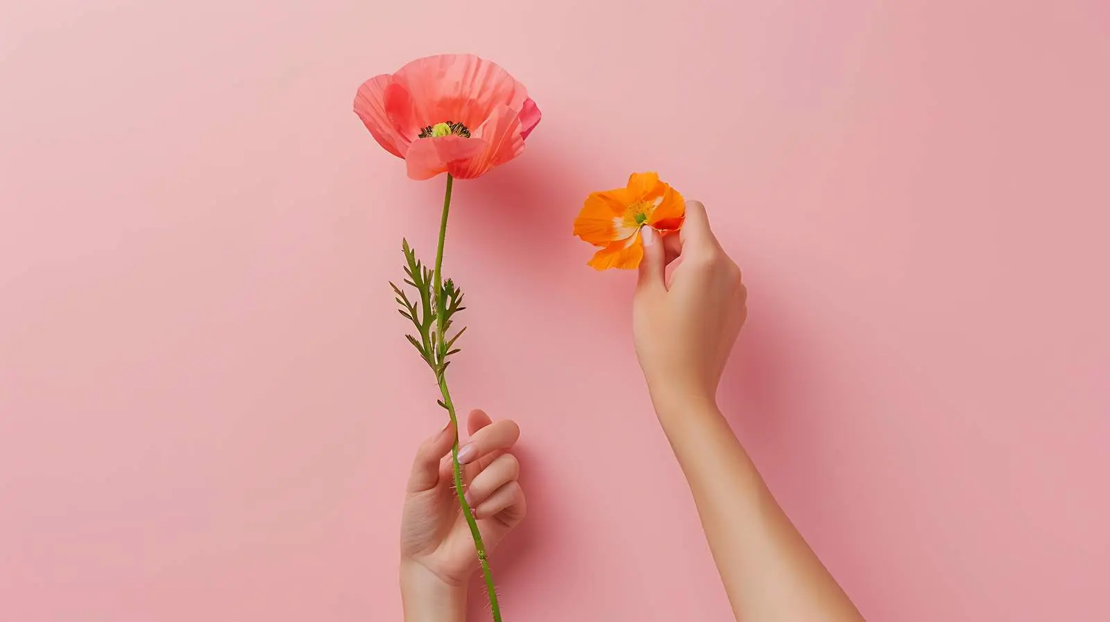 Women Holding Peach Poppy Flower on Pink Background – free grace image from Dotvec