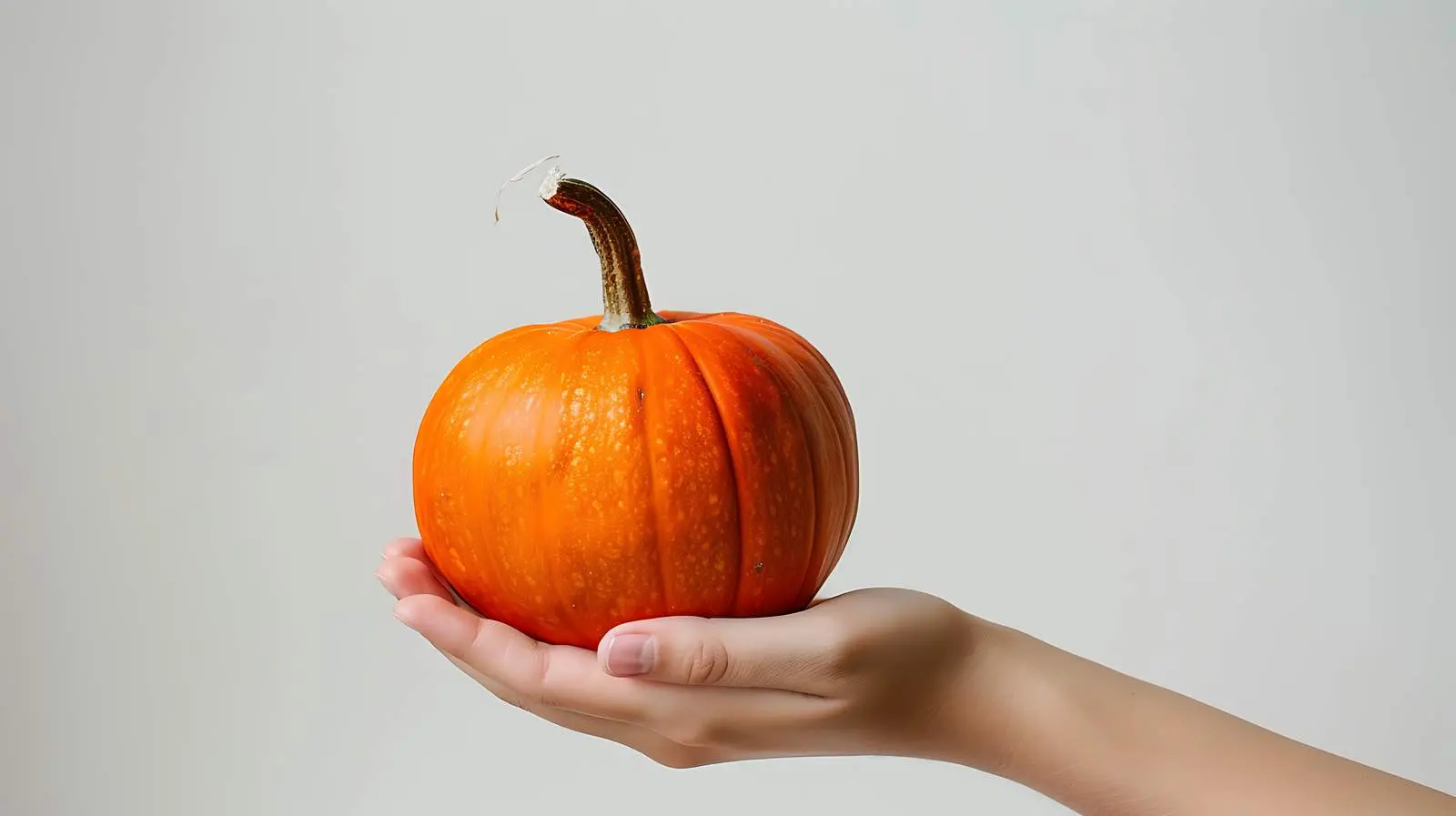 Woman Holding Decorative Pumpkin on White Background — free download from Dotvec