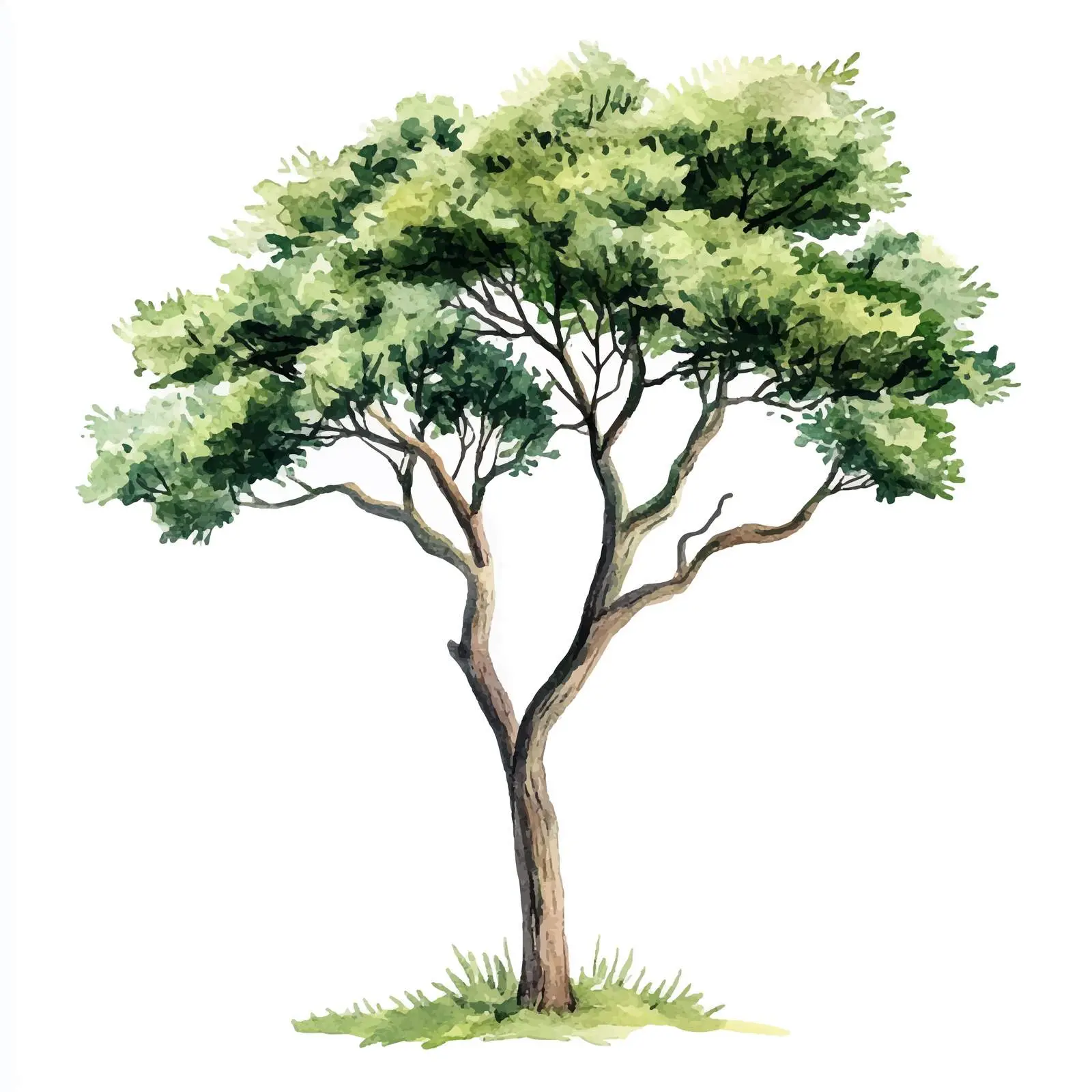 Wood Watercolor Illustration on White Background — free download from Dotvec