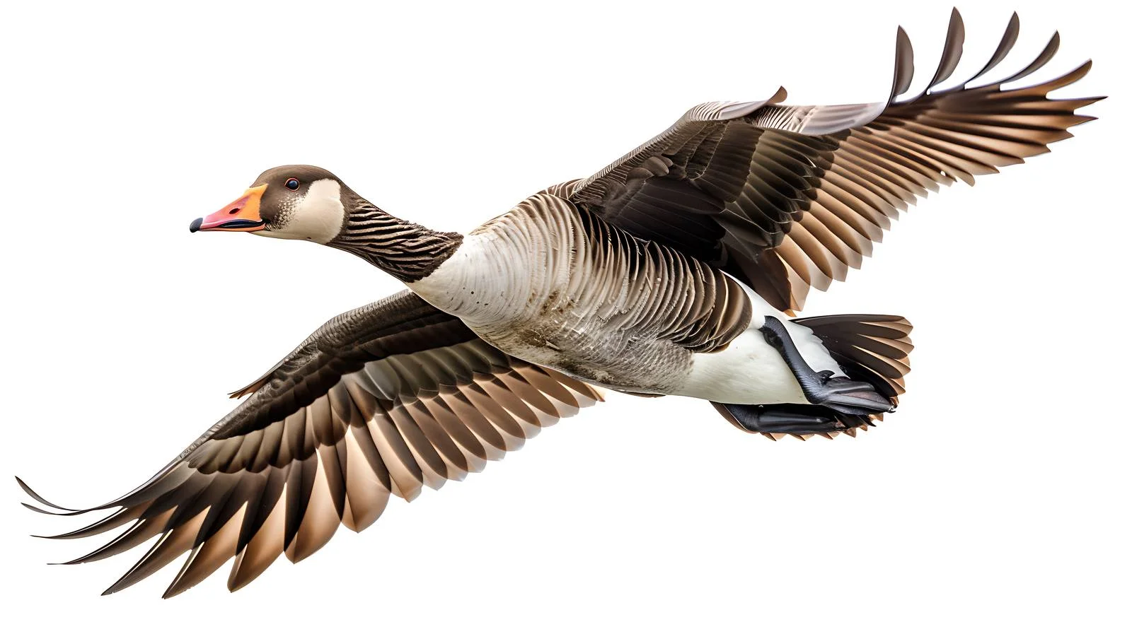 Goose Hunting Isolated White Background — free download from Dotvec