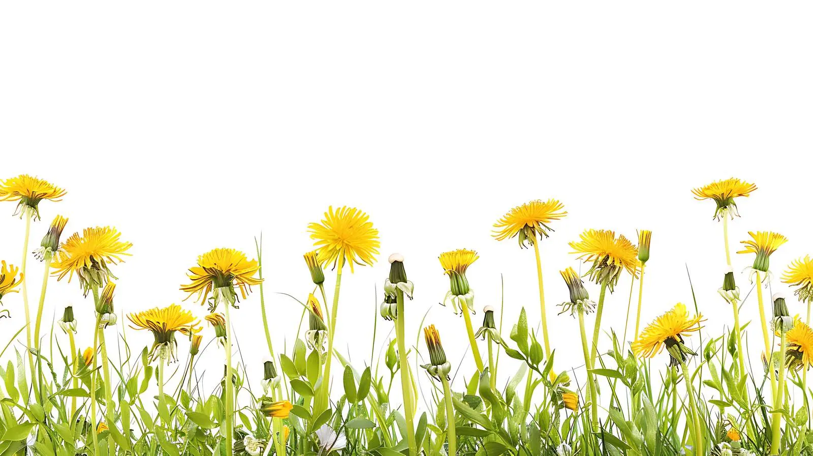Vibrant Yellow Dandelions Isolated on White Background — free download from Dotvec