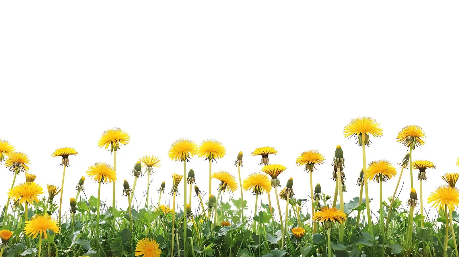Beautiful Yellow Dandelion Flowers in Spring Field – free ecosystem image from Dotvec