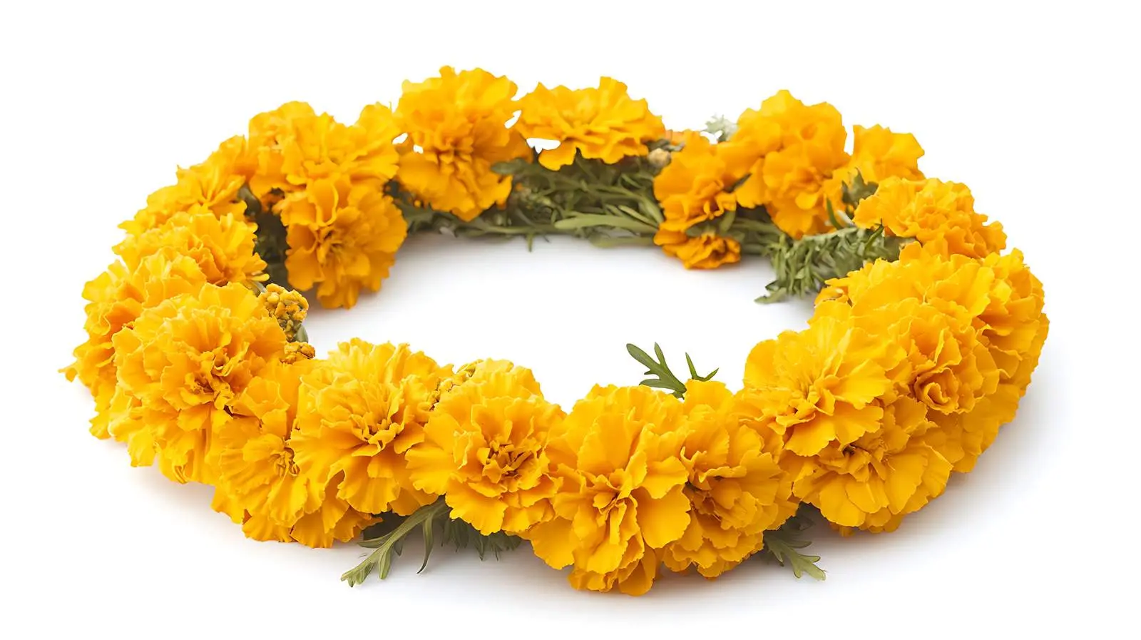 Yellow Marigold Wreath on White Background — free download from Dotvec