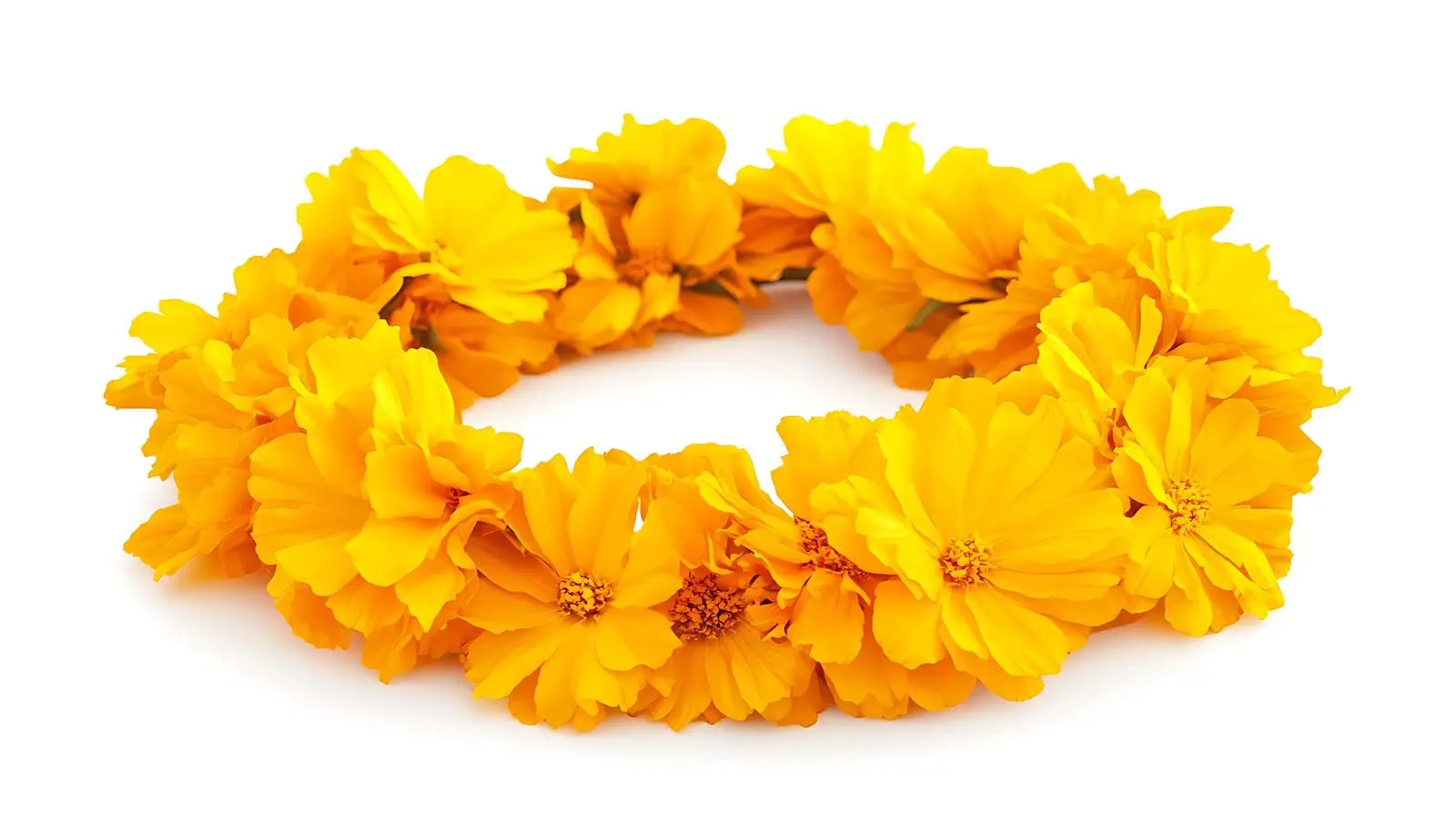 Yellow Marigold Wreath on White Background — free download from Dotvec