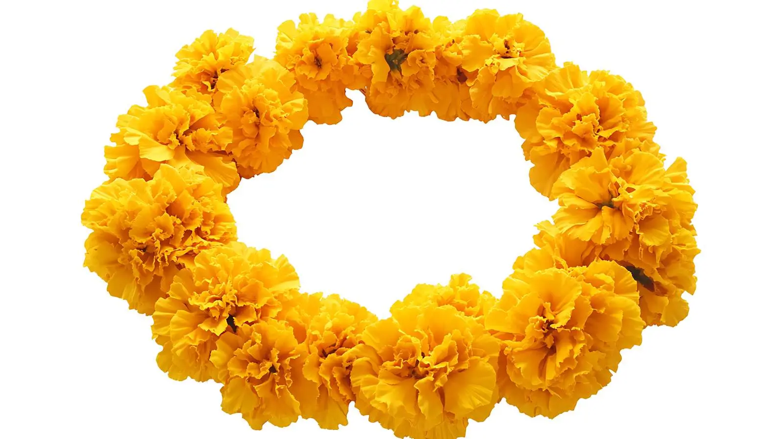 Yellow Marigold Wreath on White Background — free download from Dotvec